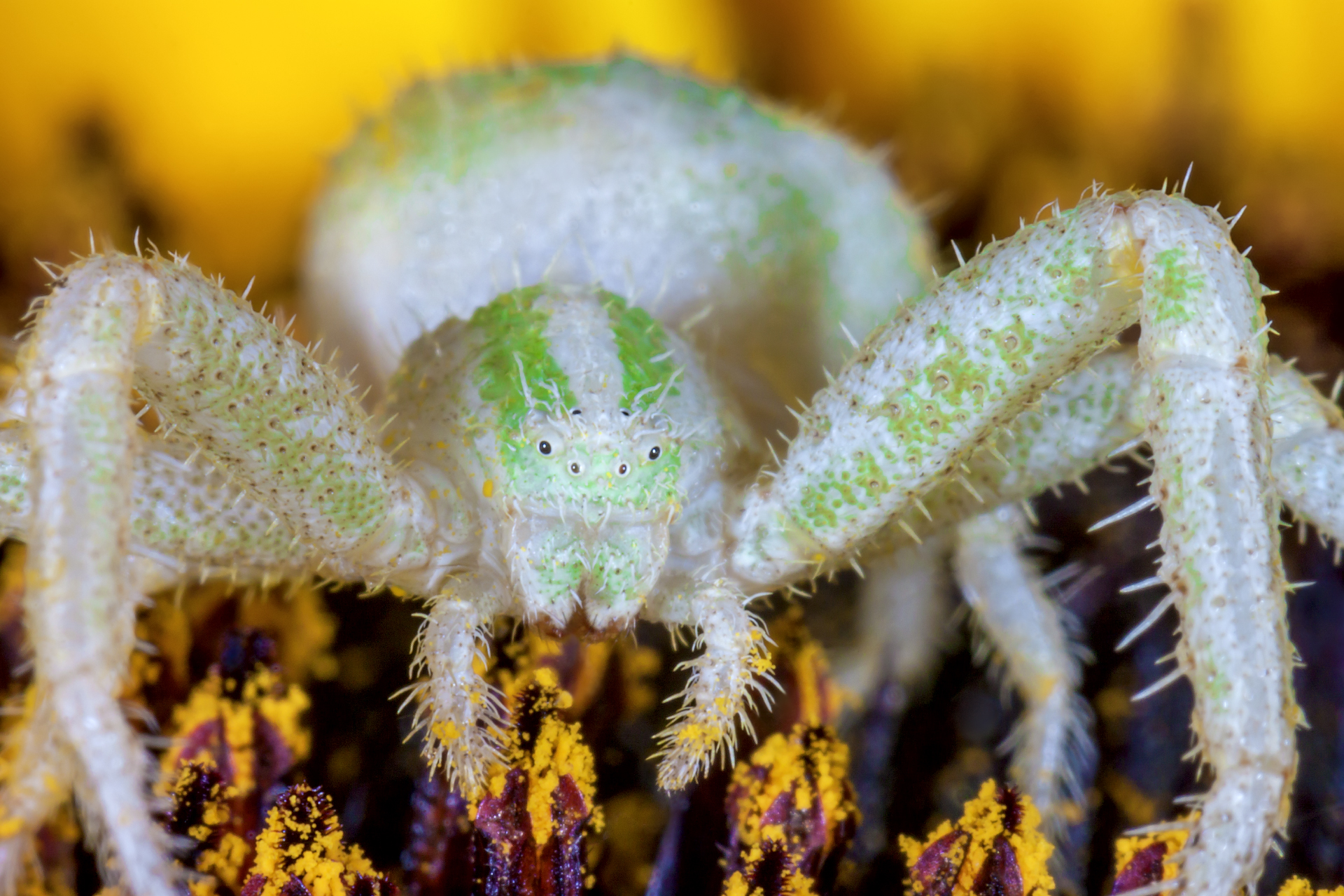 Woolly Crab Spider - Female