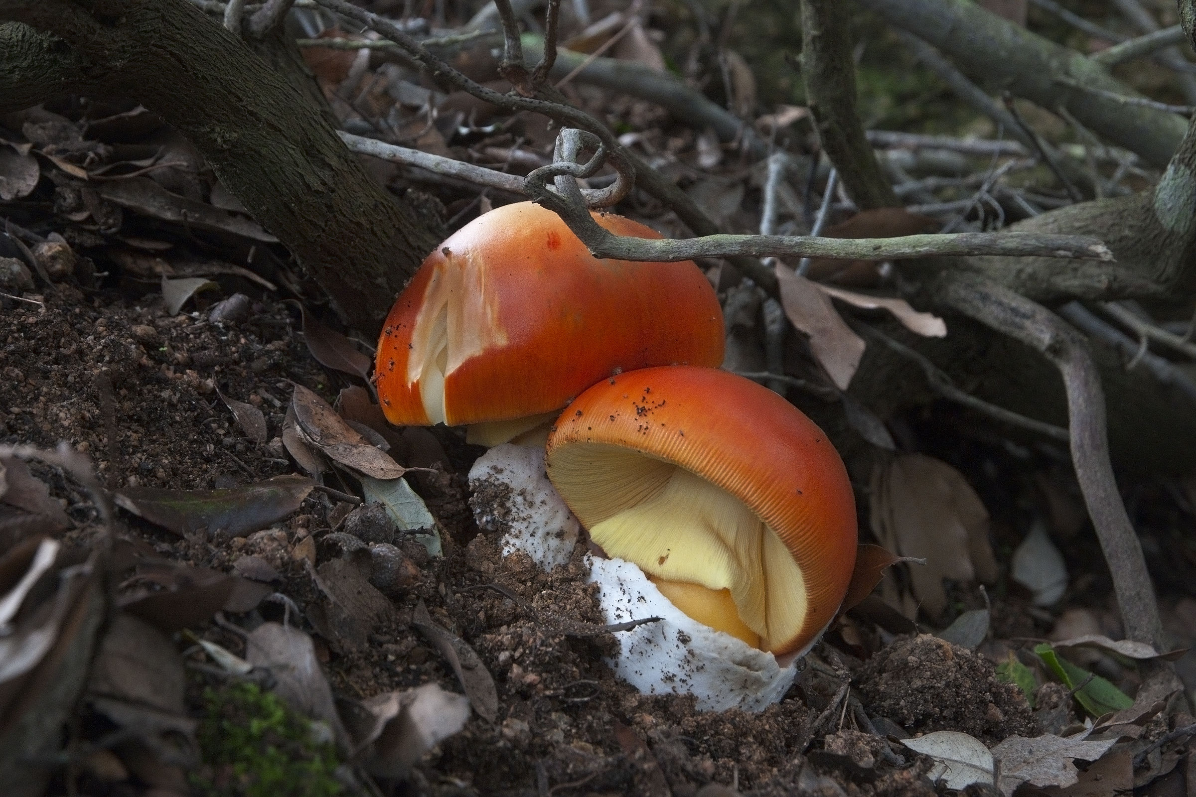 Amanita Caesar - "ovolo good"