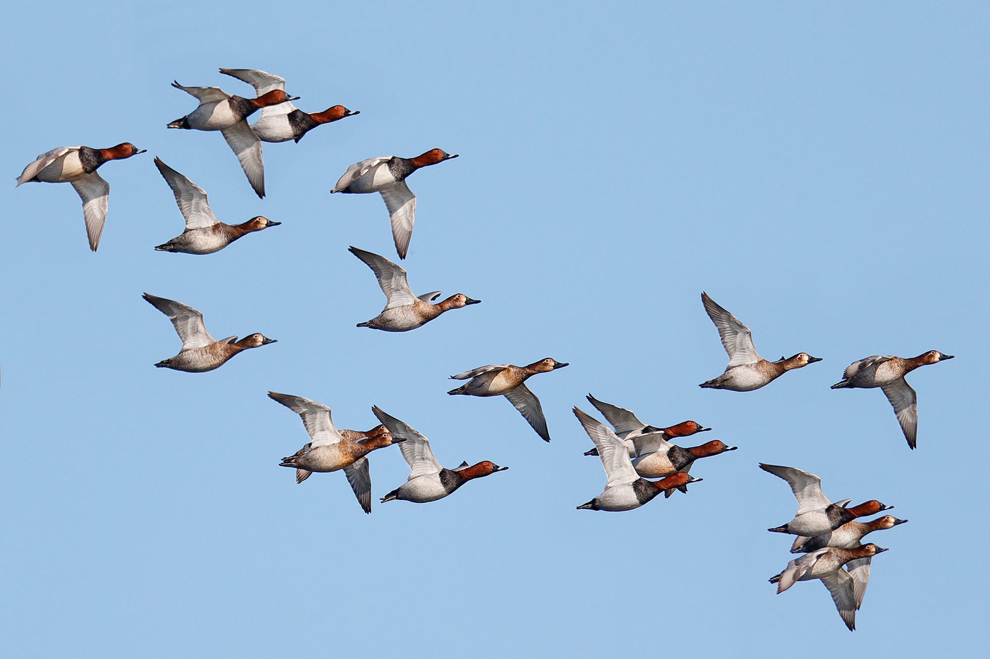 In volo dei moriglioni