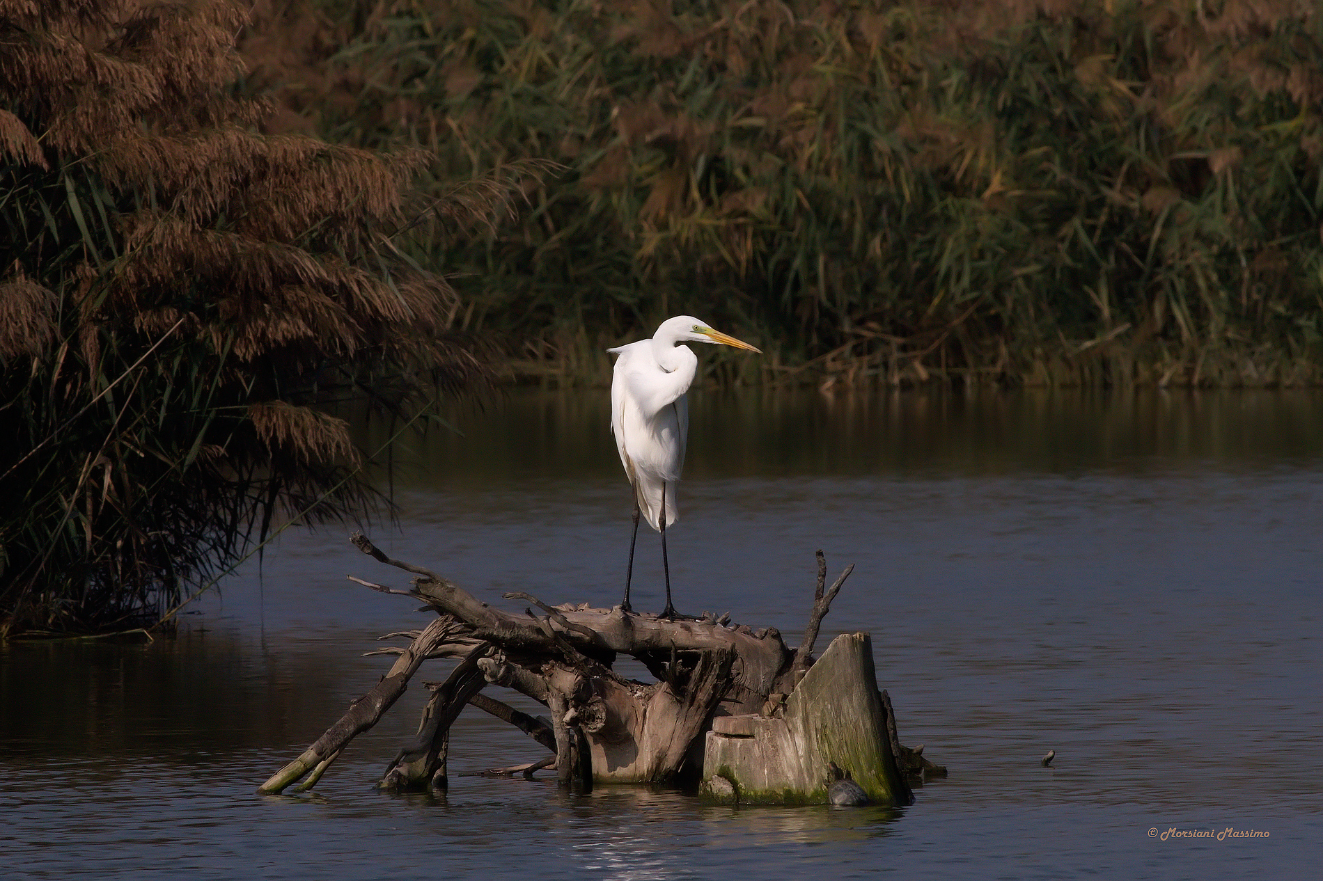 Airone Bianco Maggiore (Casmerodius alba)