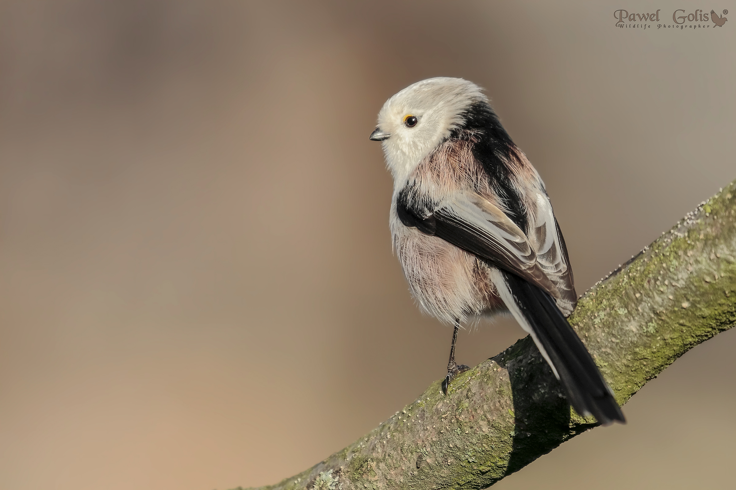 Bushtit a coda lunga (Aegithalos caudatus)
