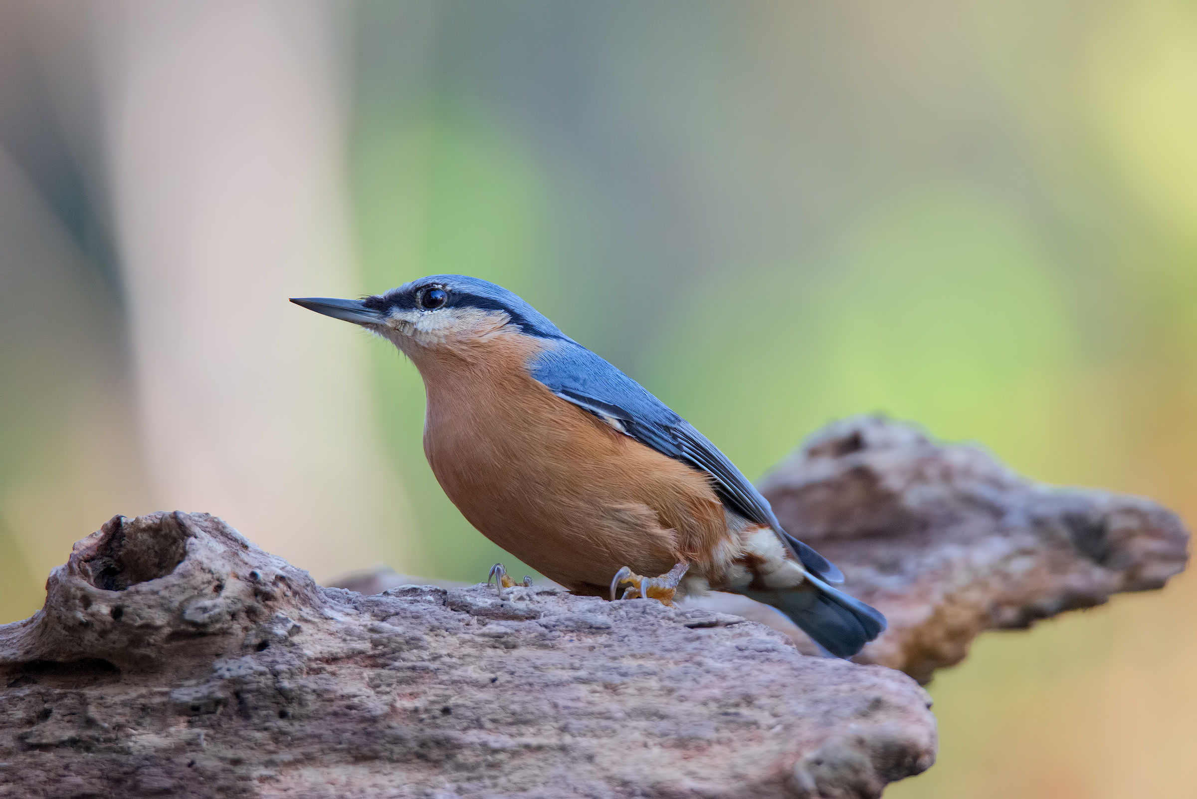 Nuthatch