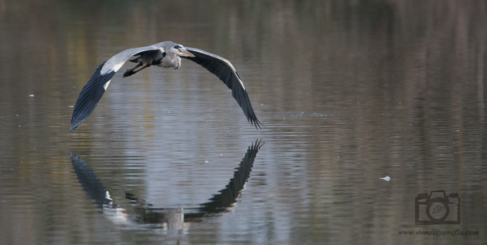 Ardea cinerea