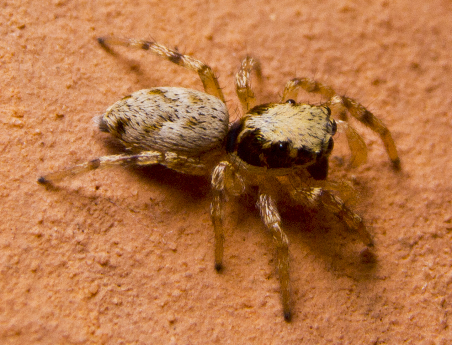 Philaeus chrysops baby