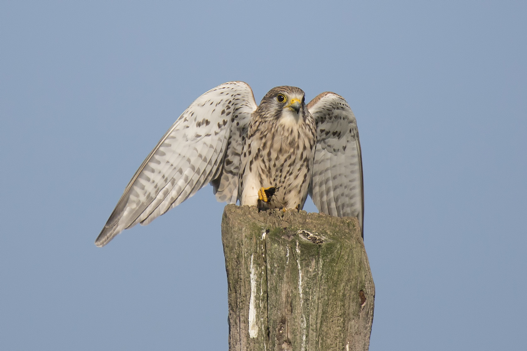 Female kestrel rising on the pole
