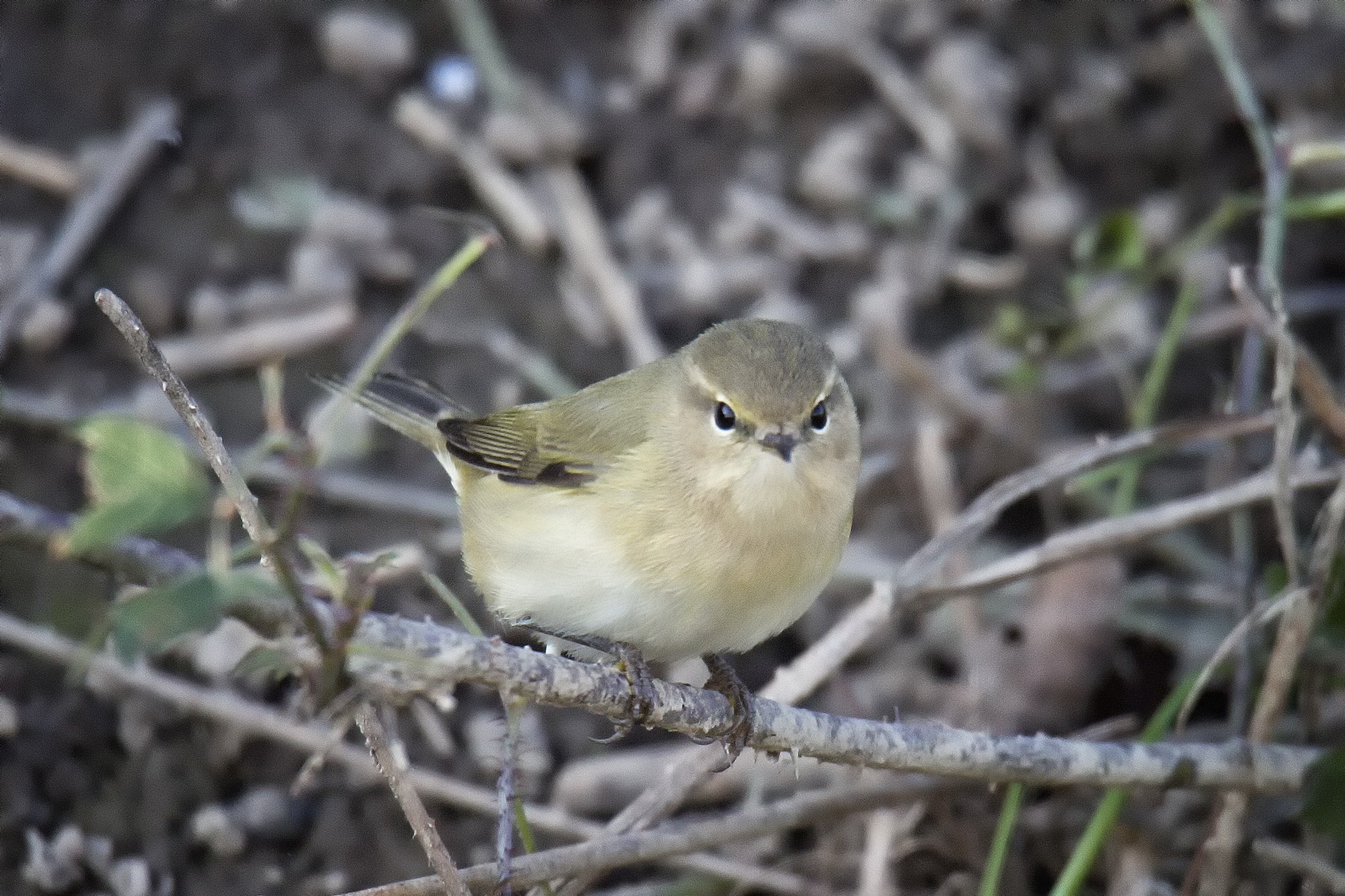 Chiffchaff Piccolo
