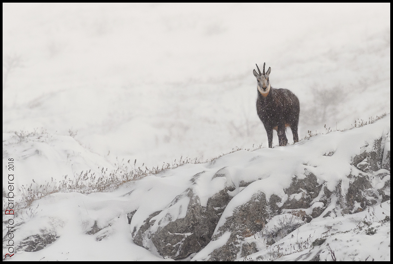 Neve, freddo e vento sulle Alpi liguri.
