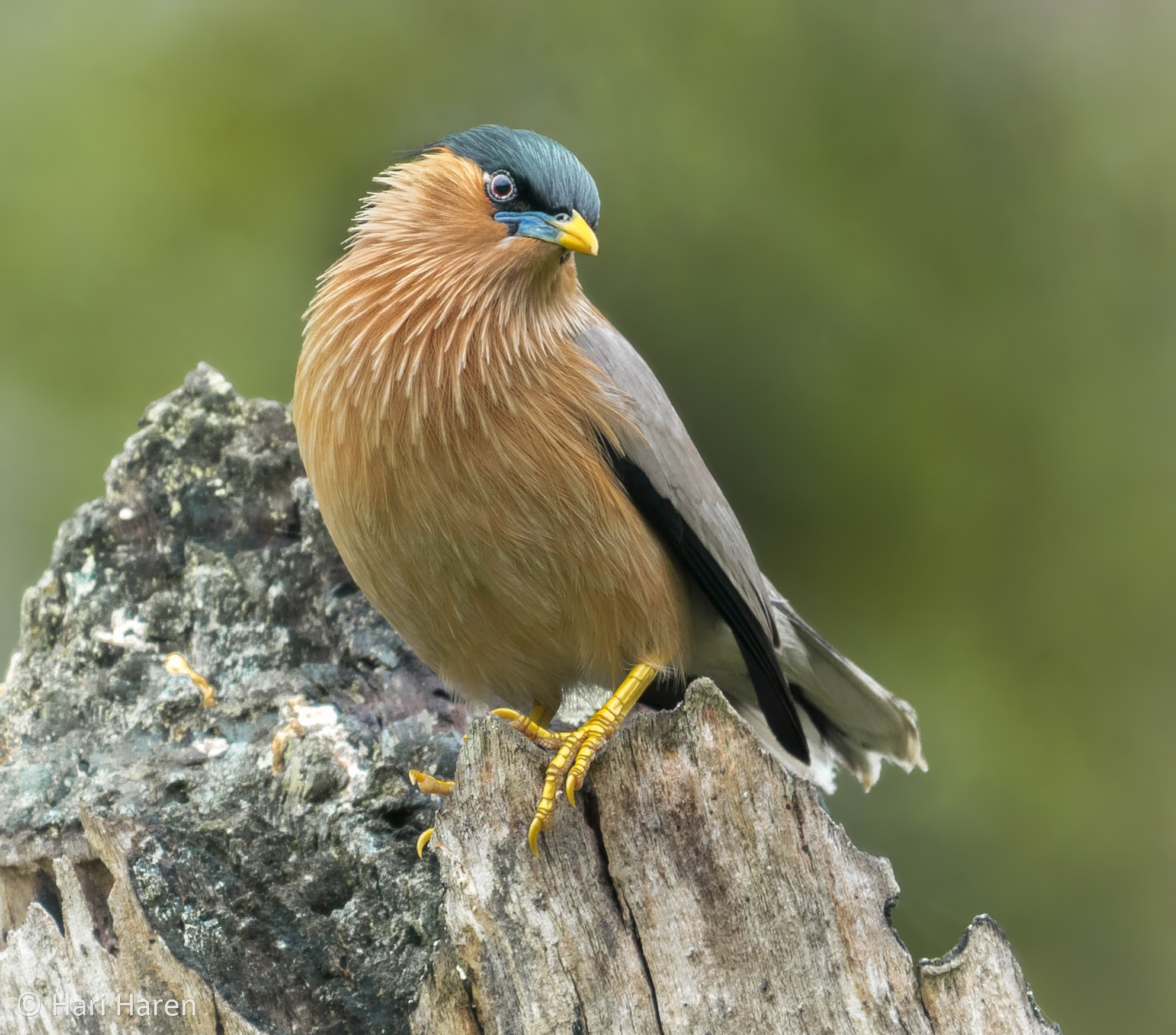 Brahminy starling