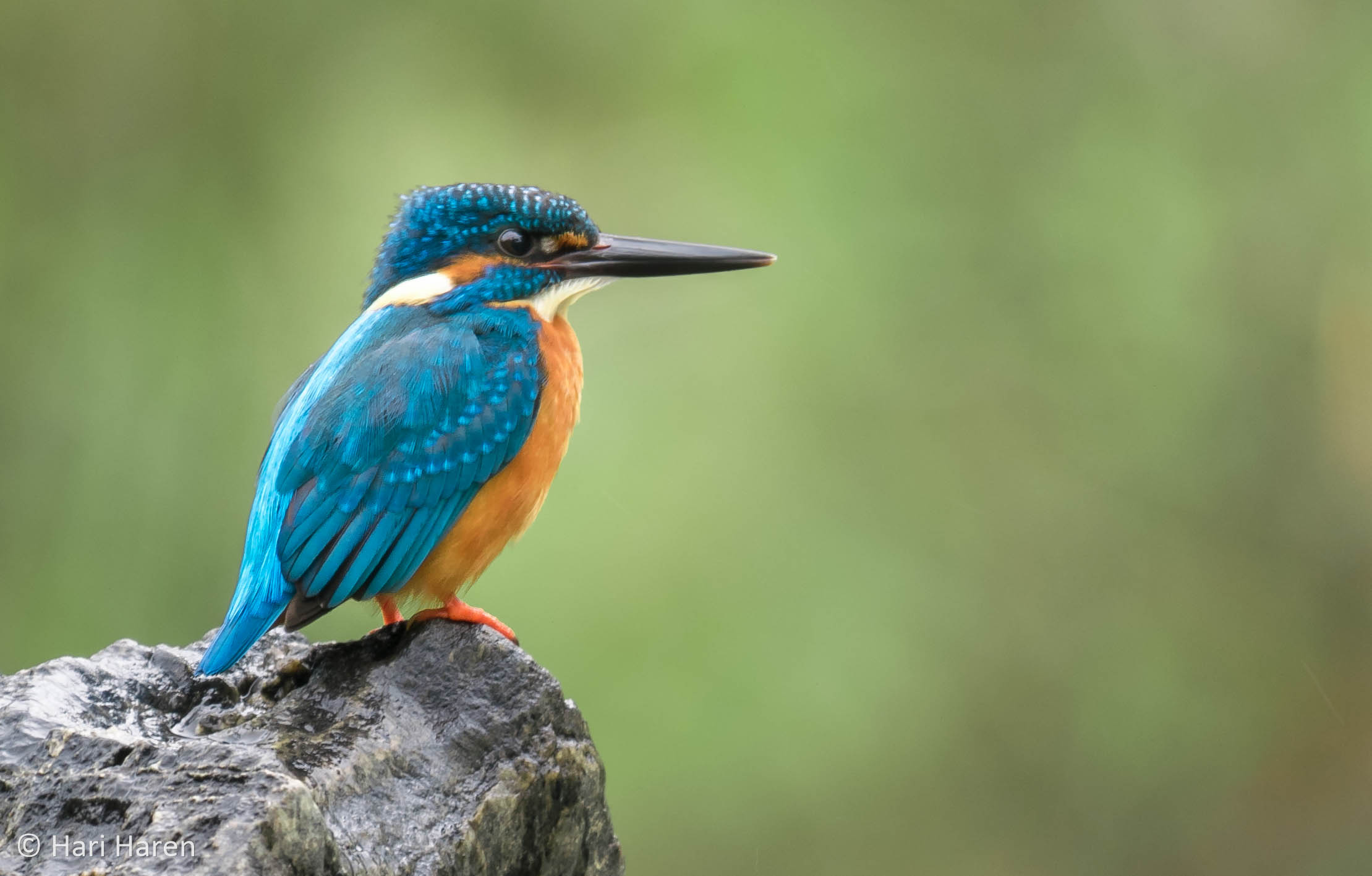 Common kingfisher
