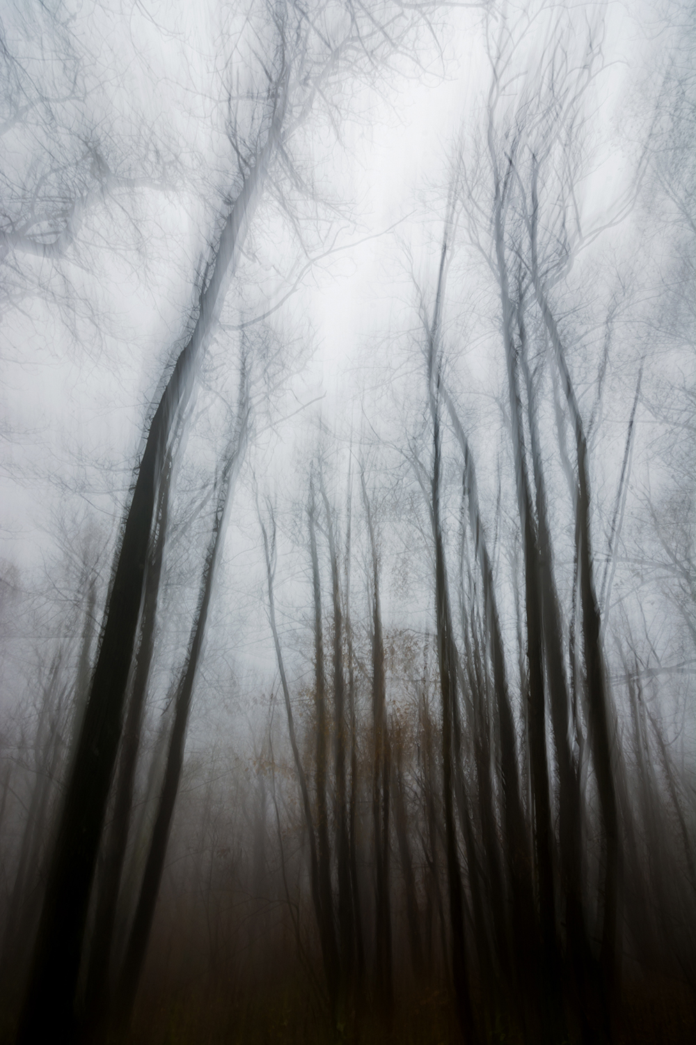 Illusions in the Woods