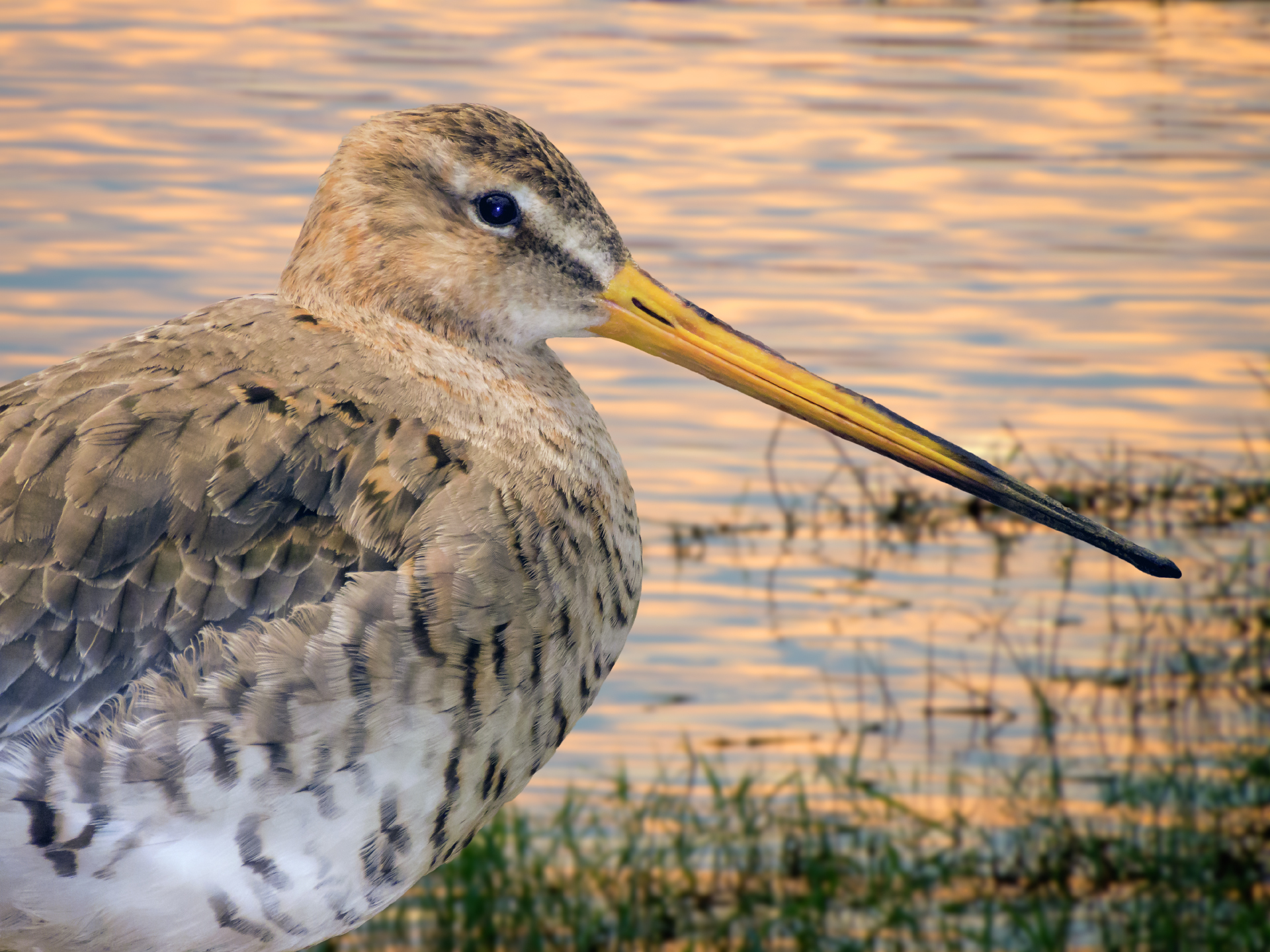Black - tailed Godwit