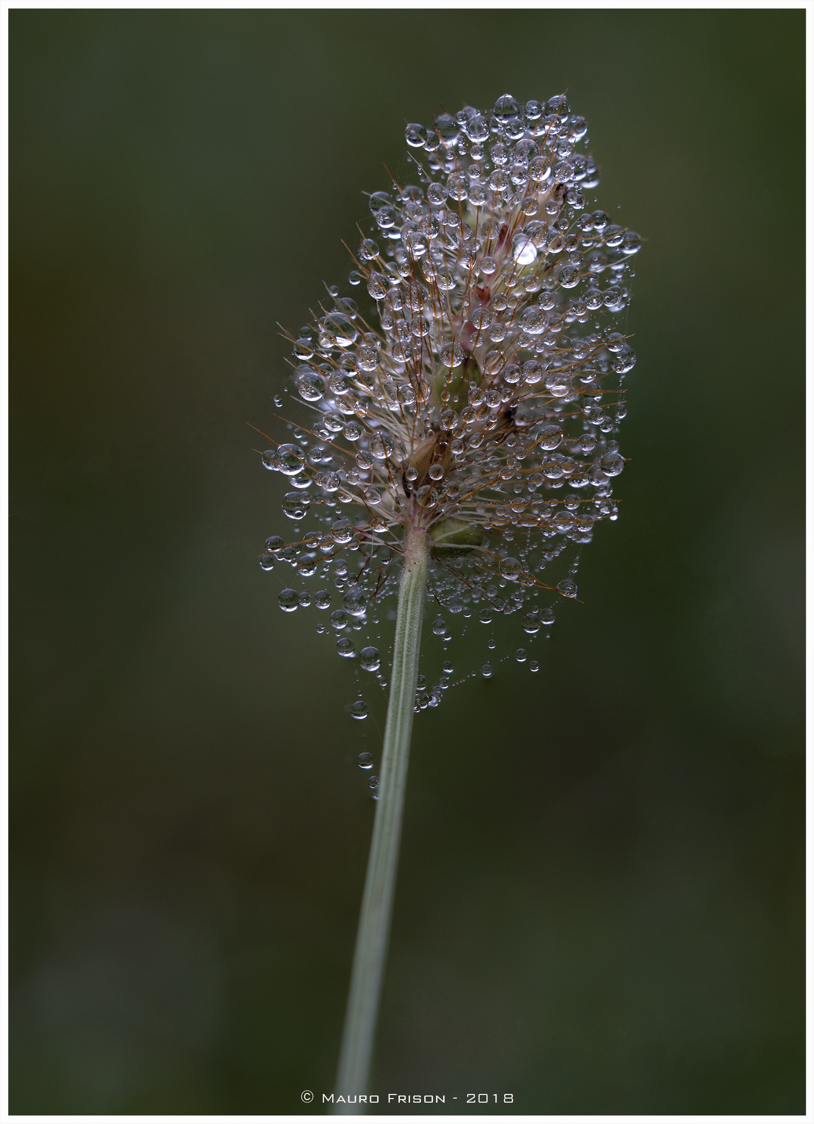 Mini Natural Christmas Decorations