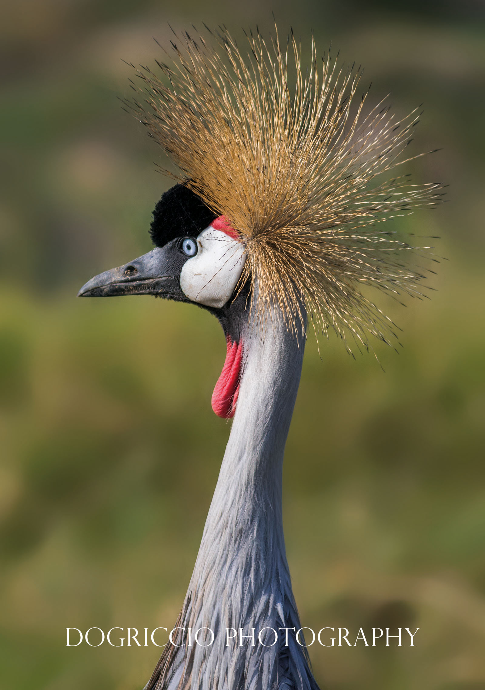 Grey crowned crane