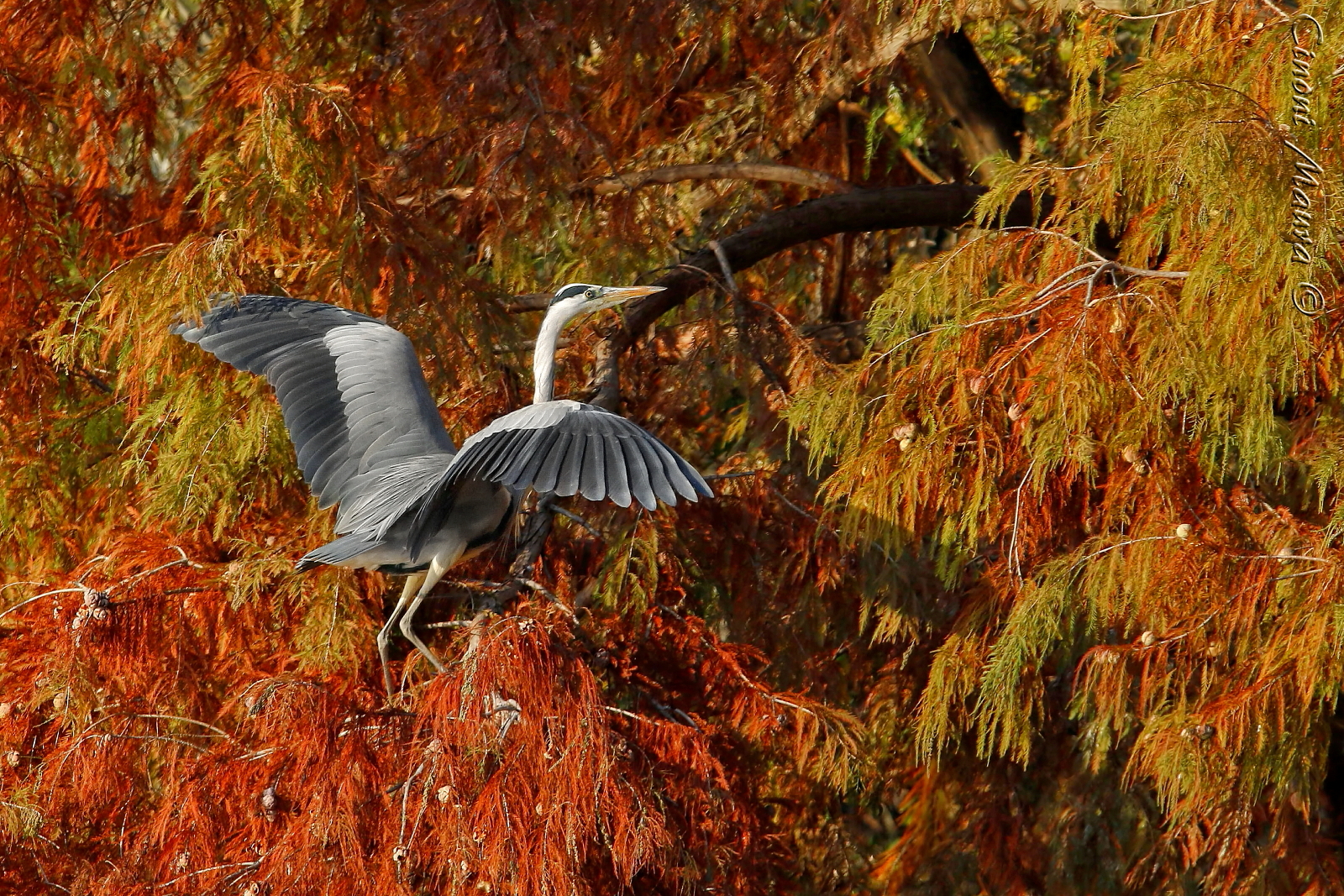 Airone Cenerino nel Rosso