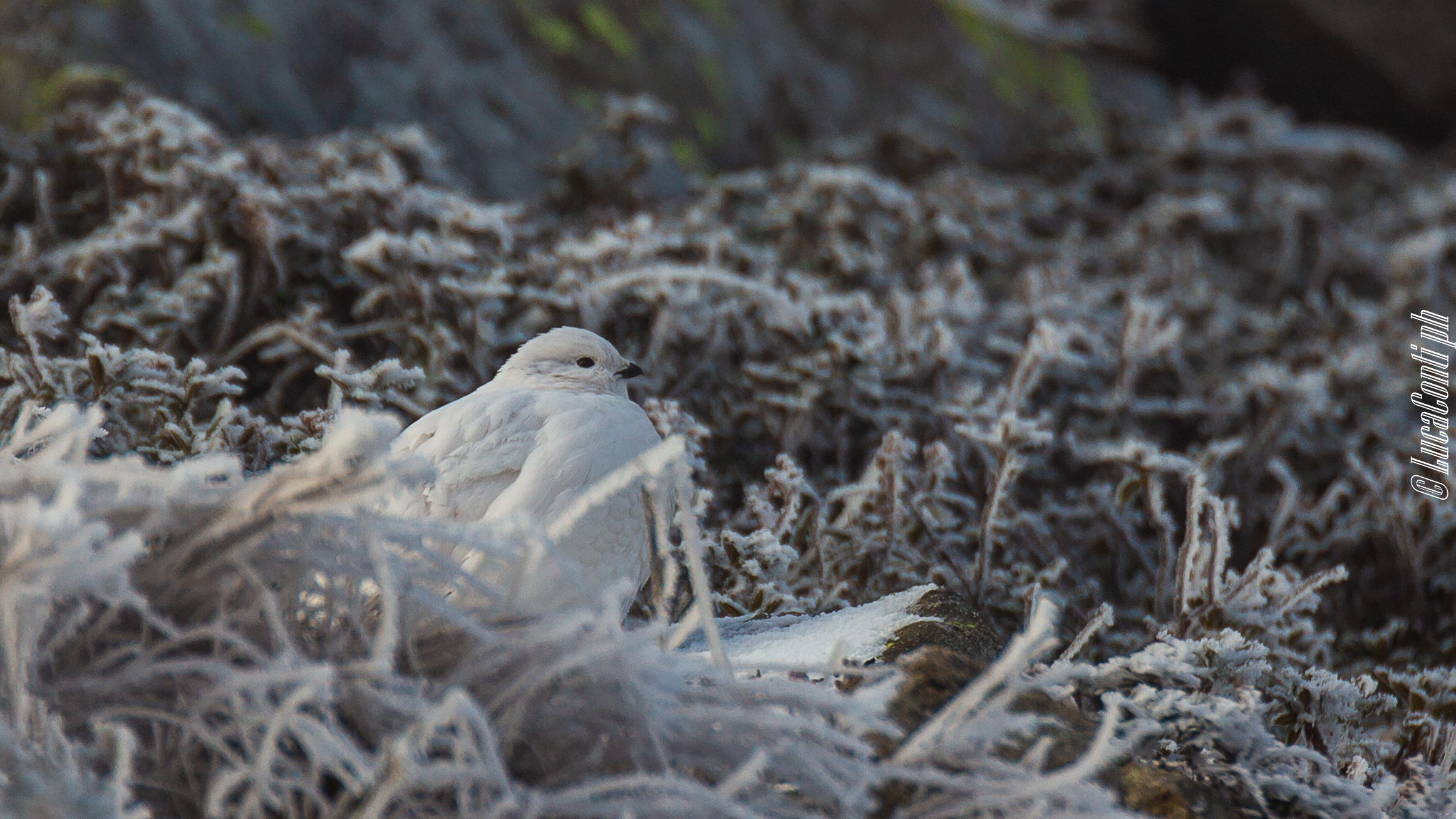 Femmina di Pernice bianca (Valsassina)