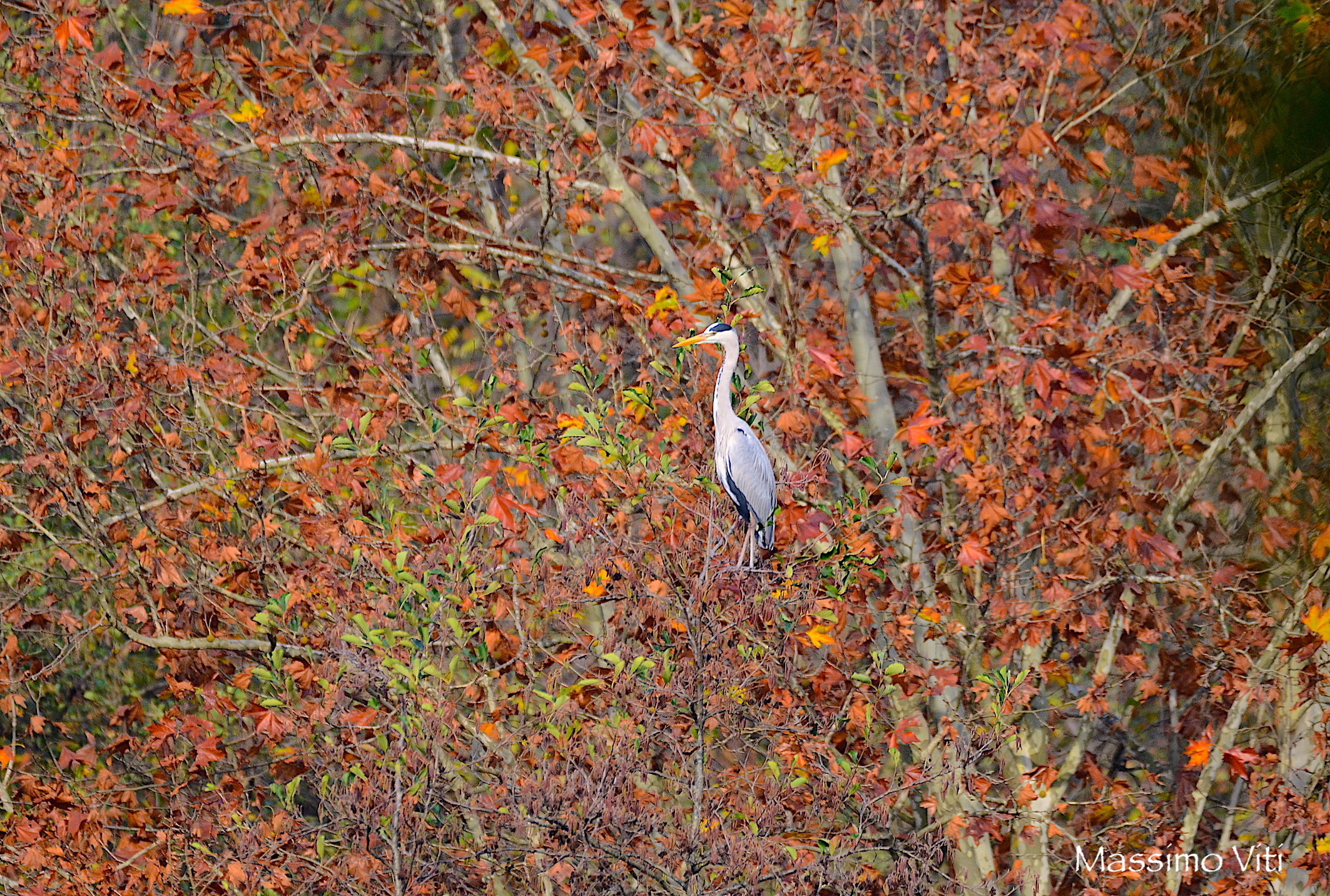 Gli ultimi colori prima dell'inverno ...