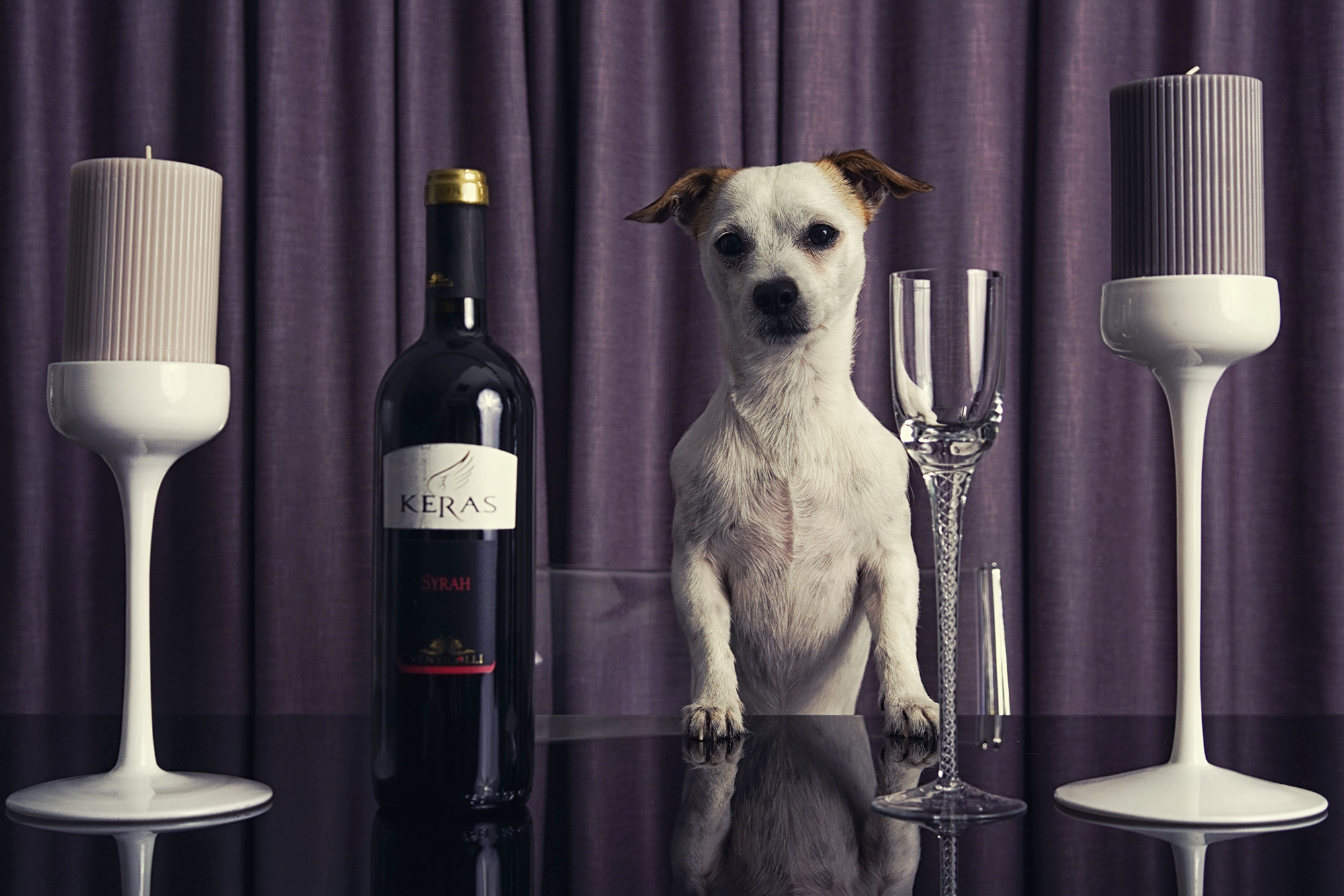Avere un cane che pubblicizza vini? Fatto.