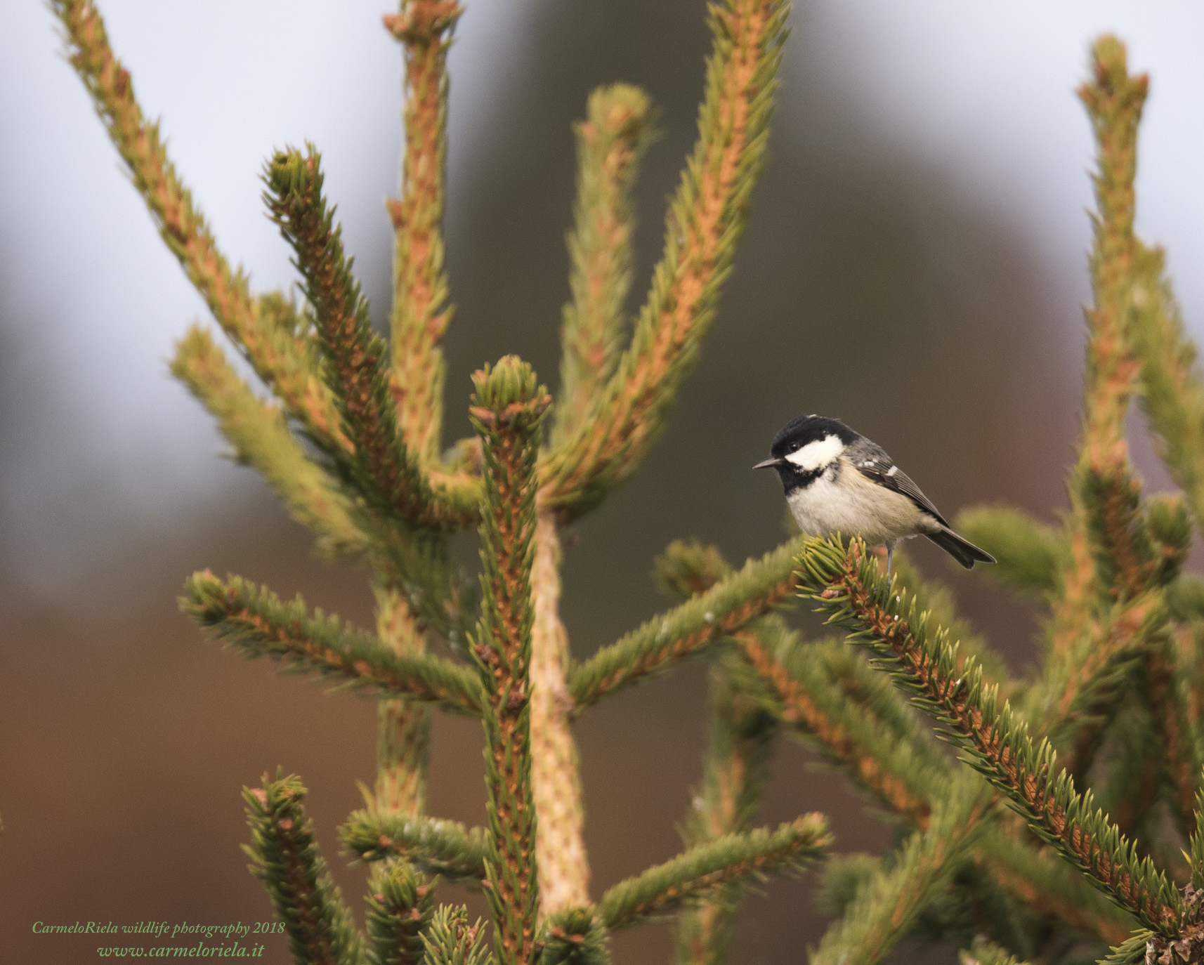 BlackBerry Cincia on FIR branches.