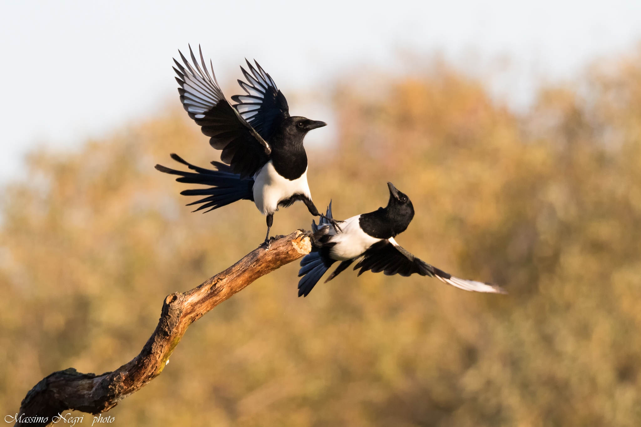 Fight between the Magpies