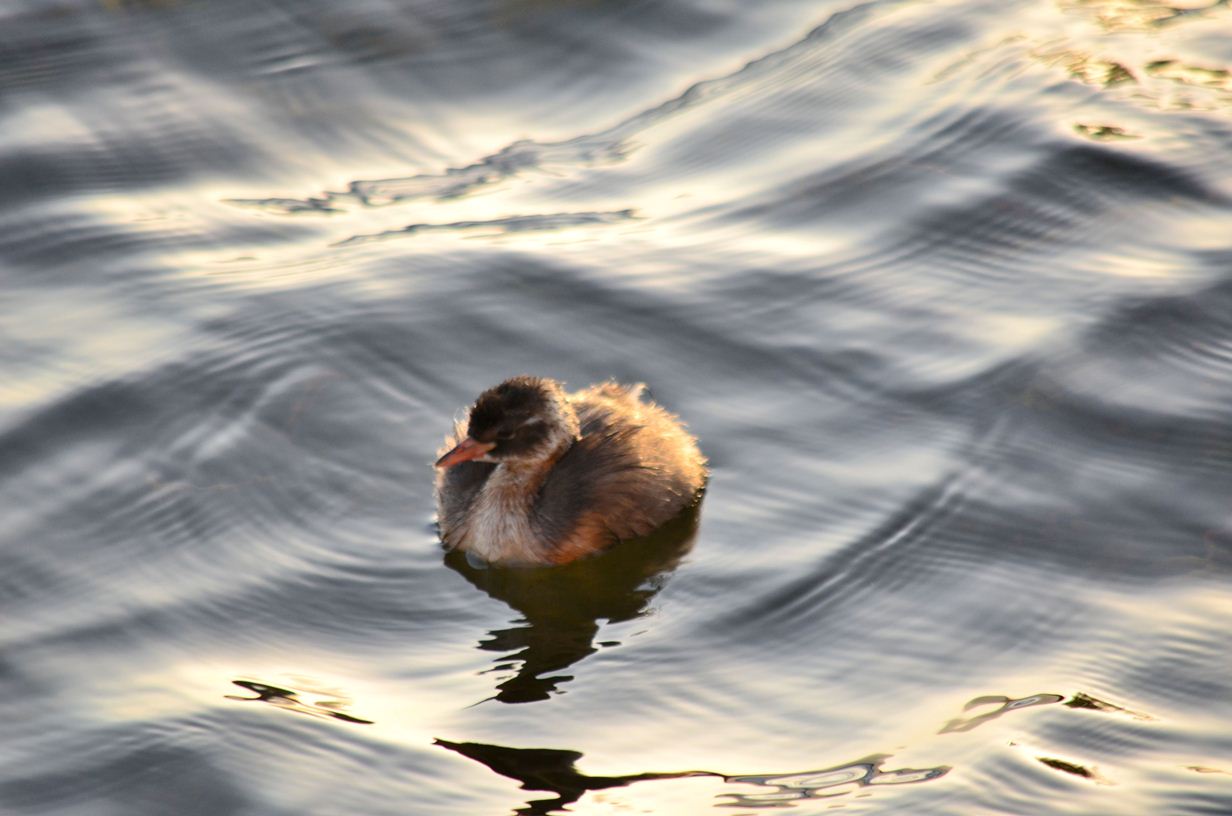 Little Grebe