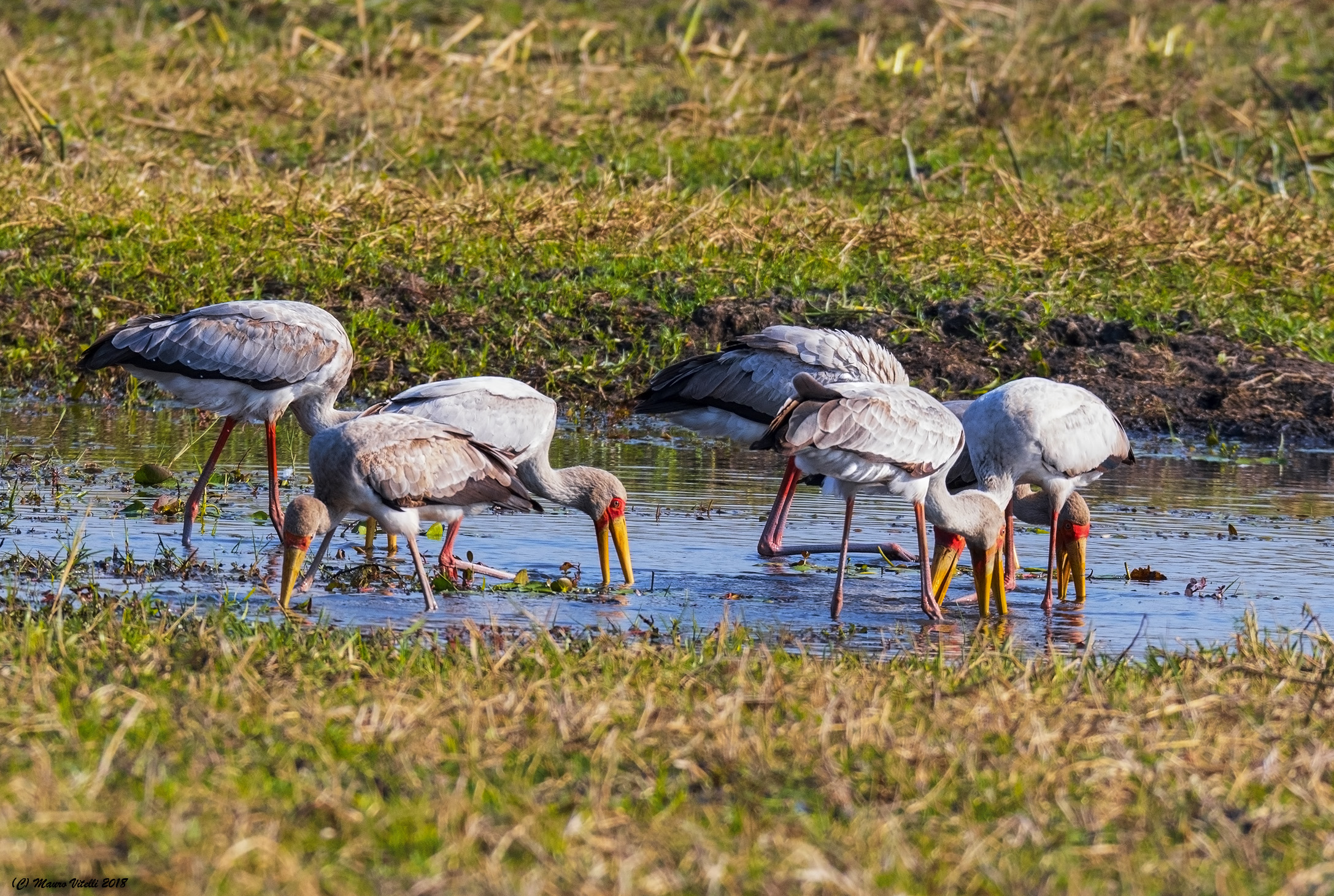 Yellow-Billed Stork (Mycteria Ibis)