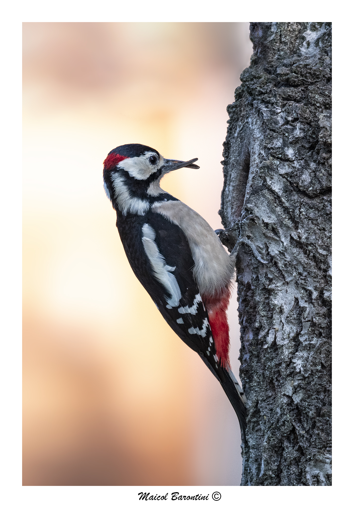 Picchio rosso maggiore