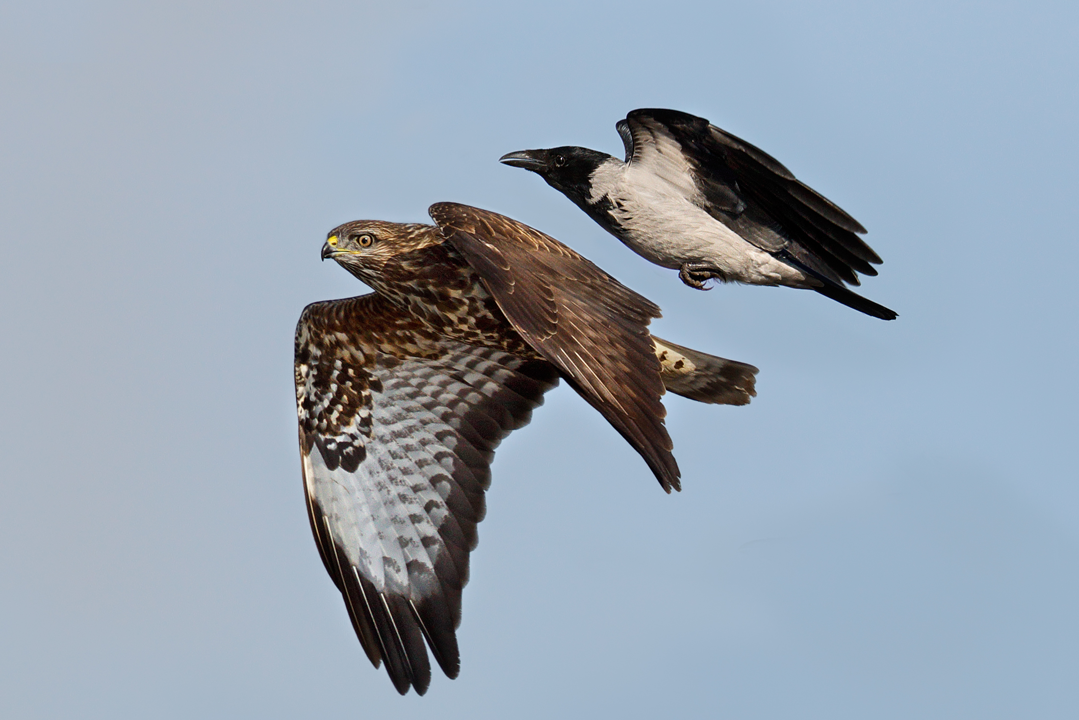 Mobbing di cornacchia su poiana