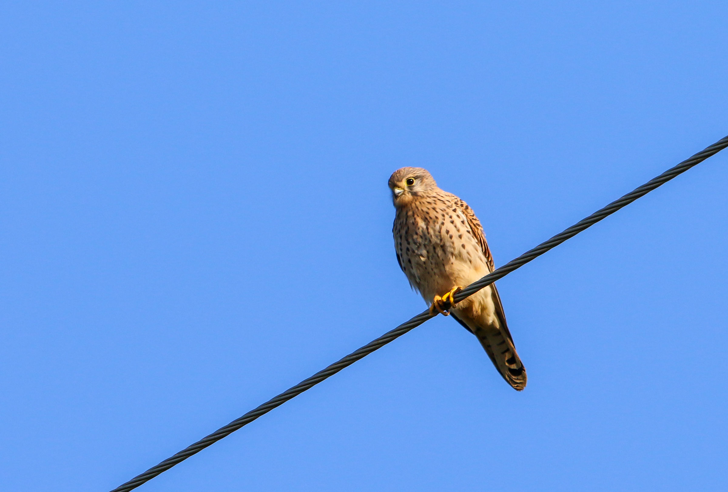 Kestrel