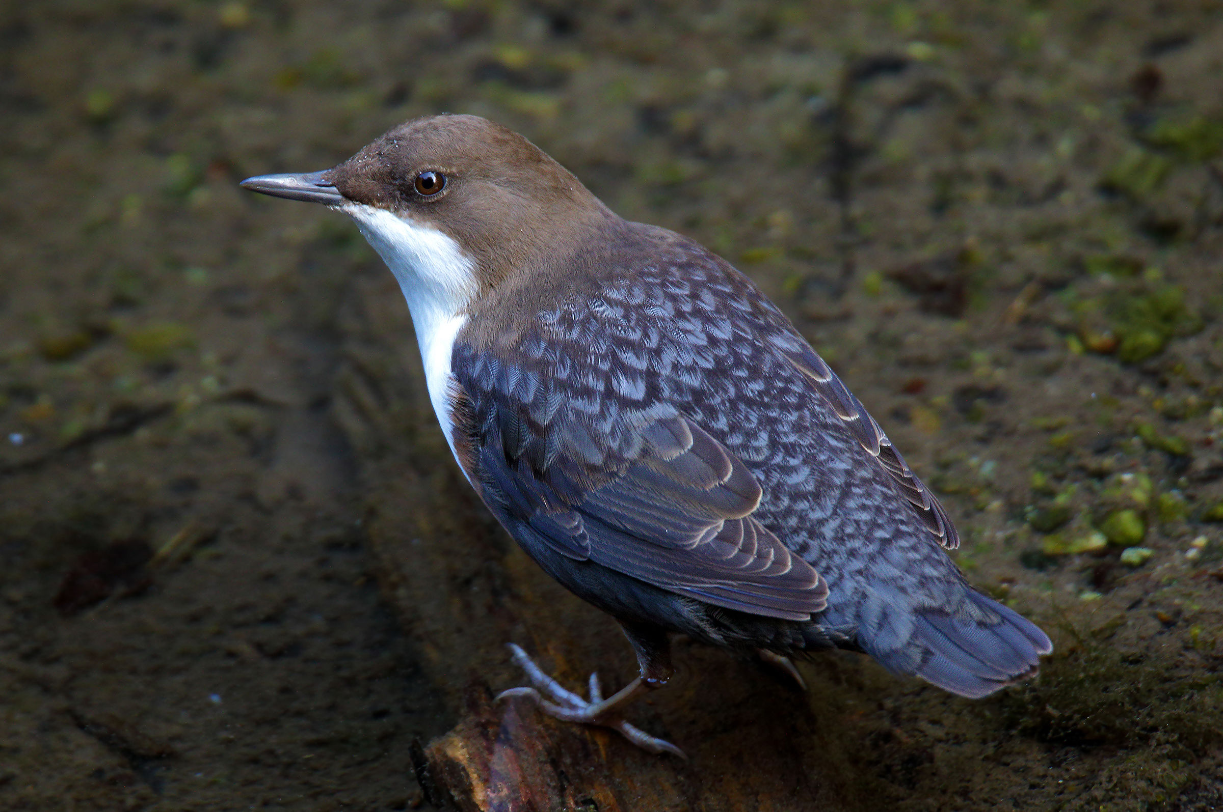 acquaiolo di stagione