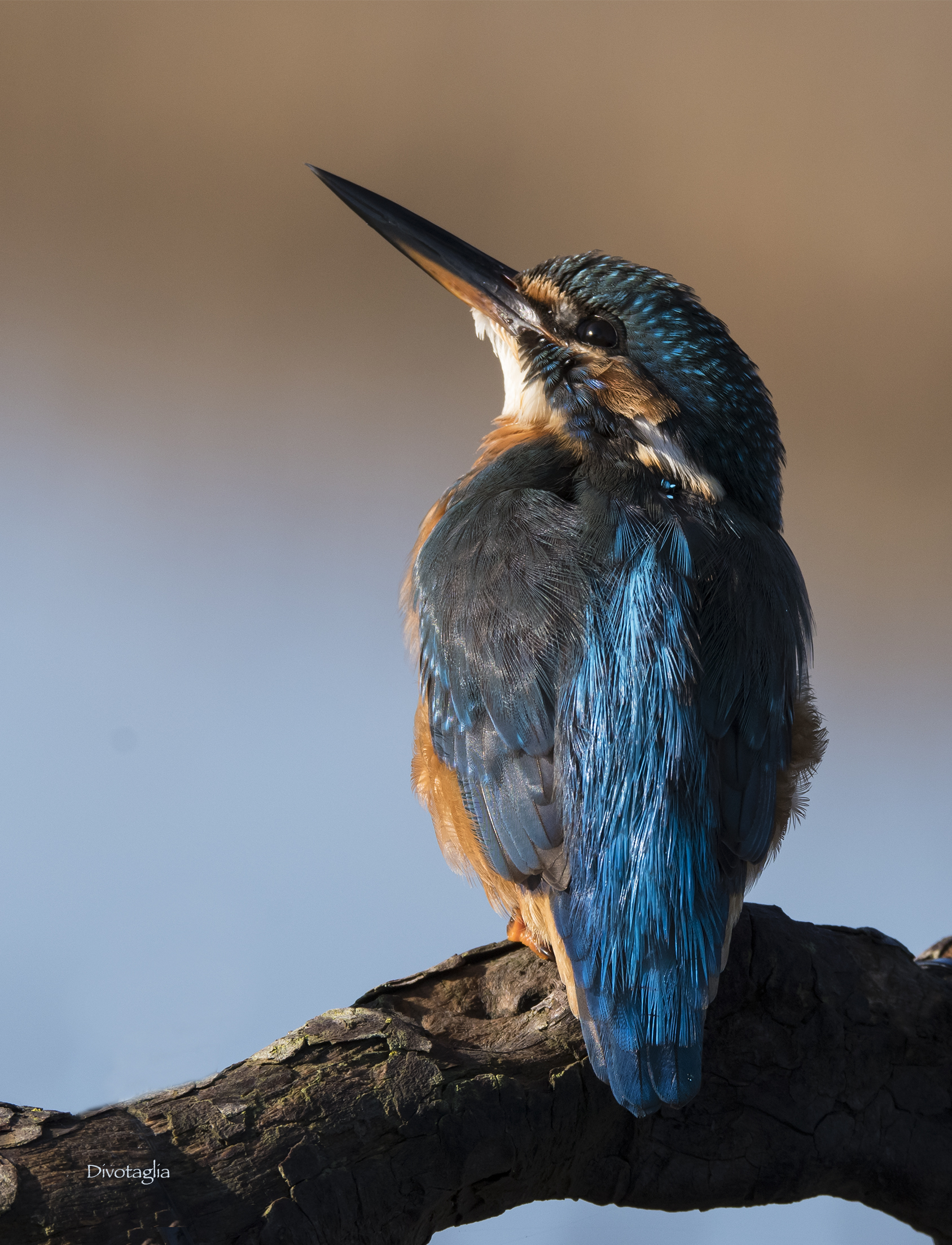 Kingfisher