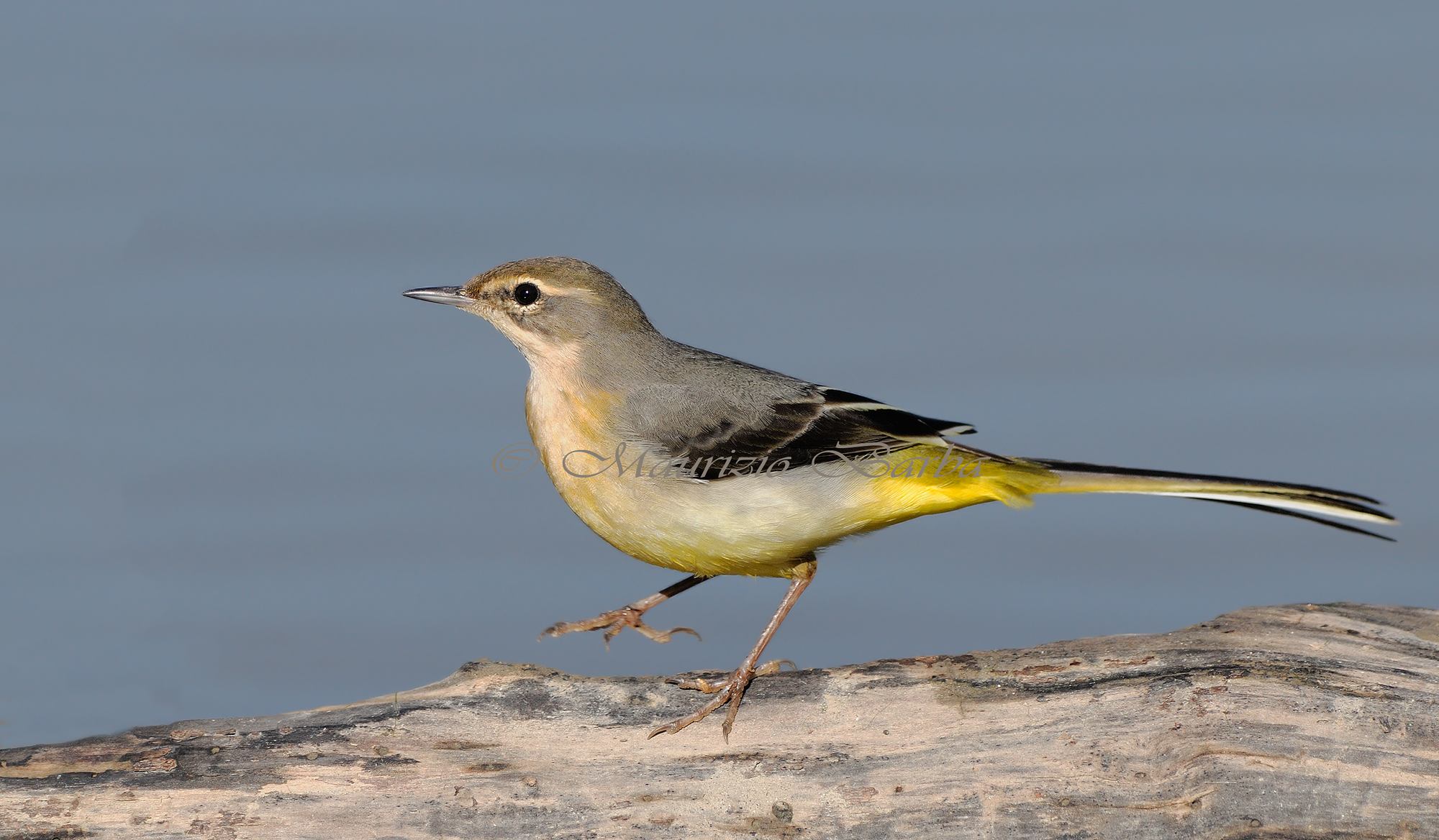 wagtail