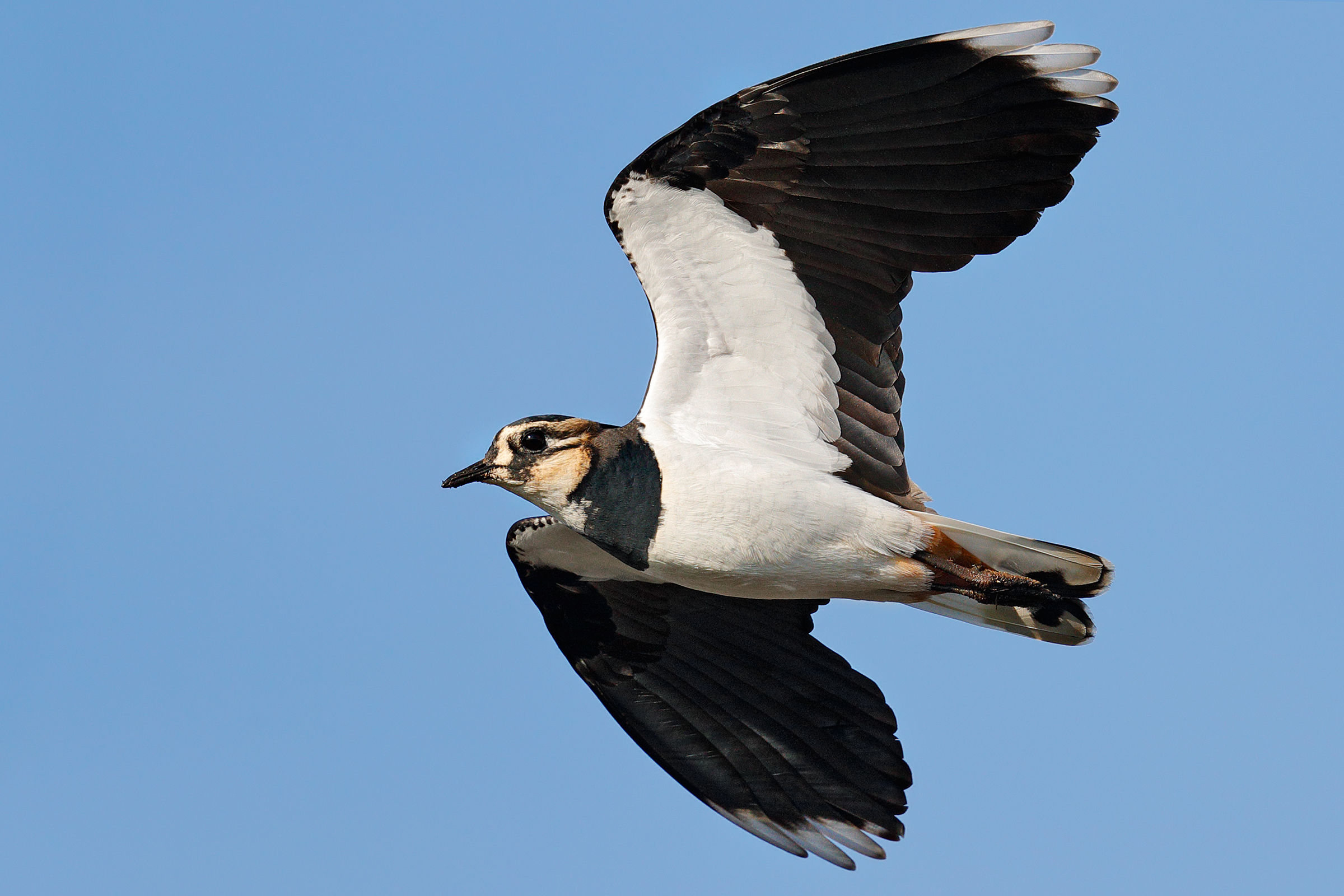 Io volo sola - Pavoncella