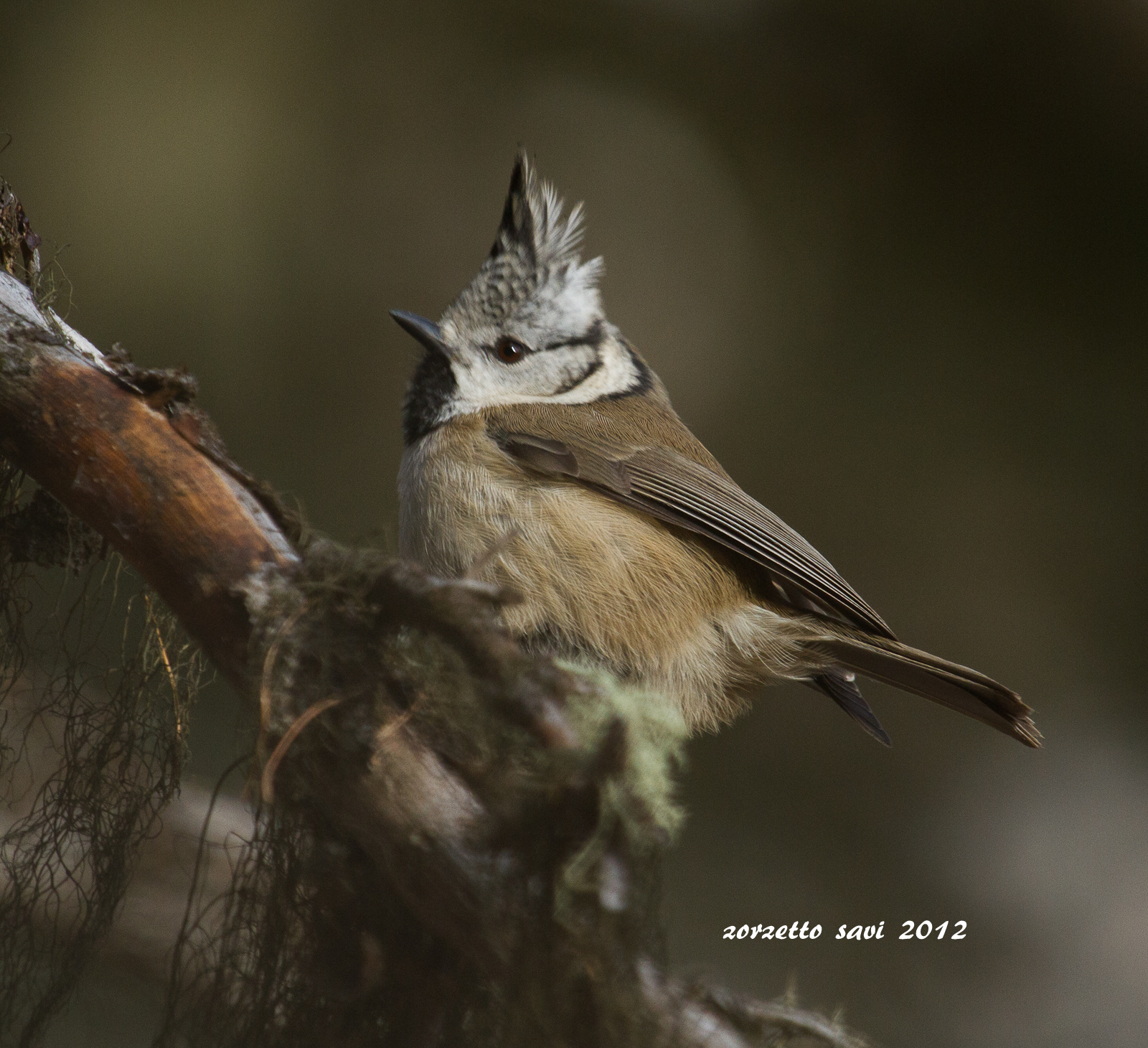 Crested Tit 2