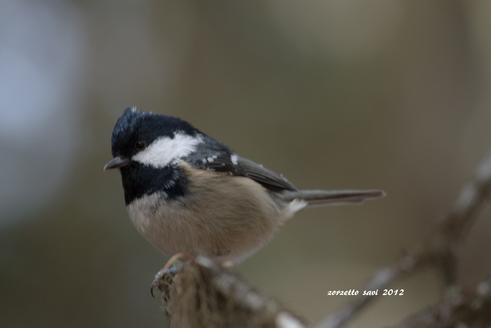 coal tit