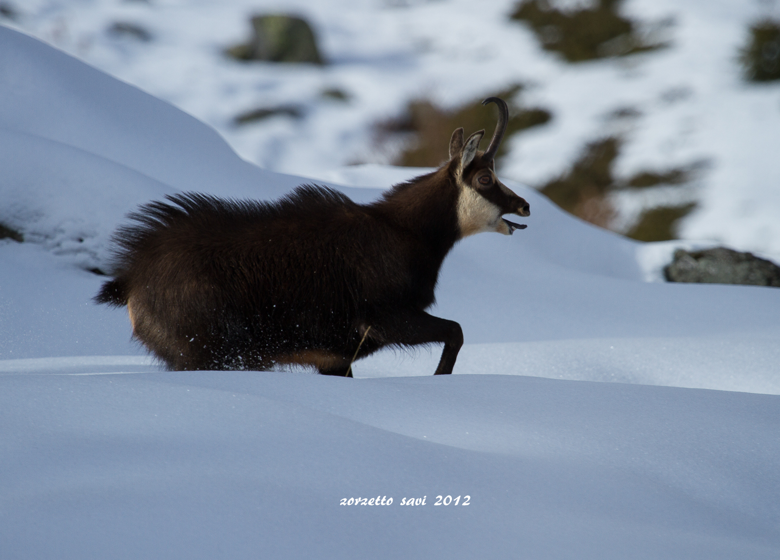 male chamois