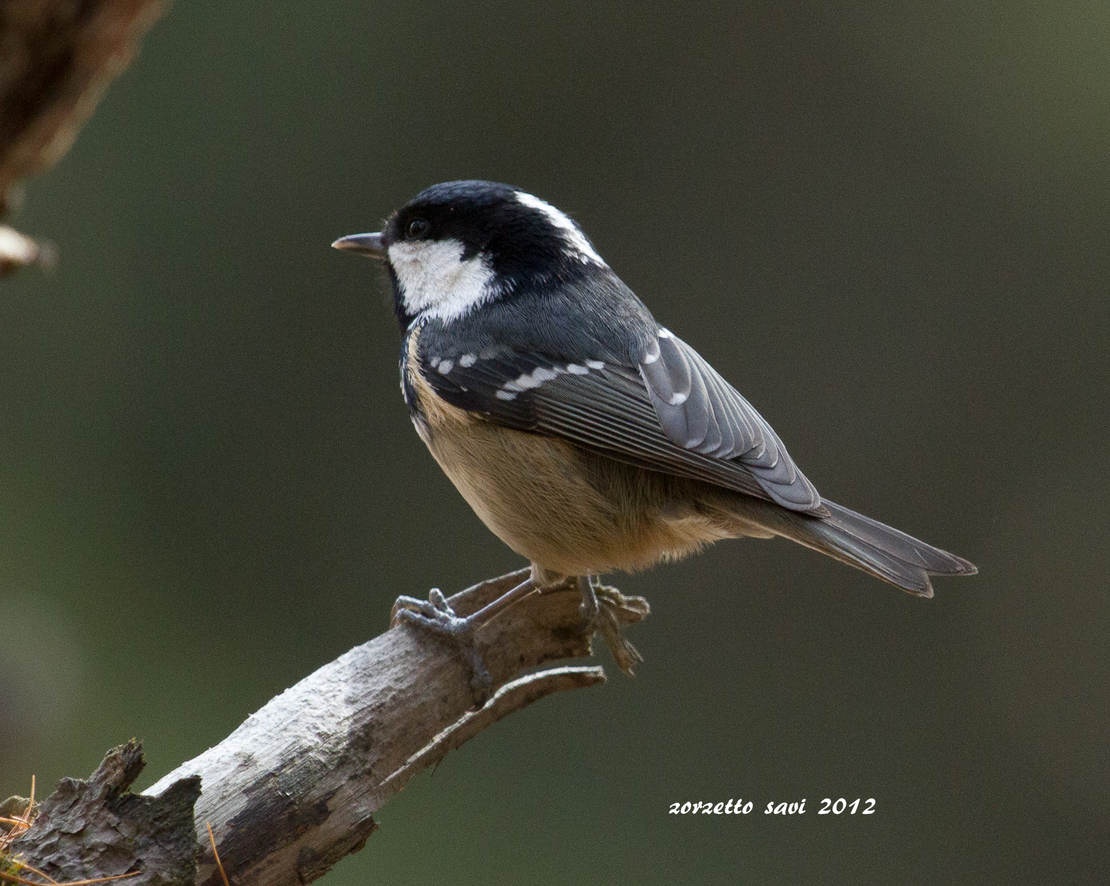 coal tit 2