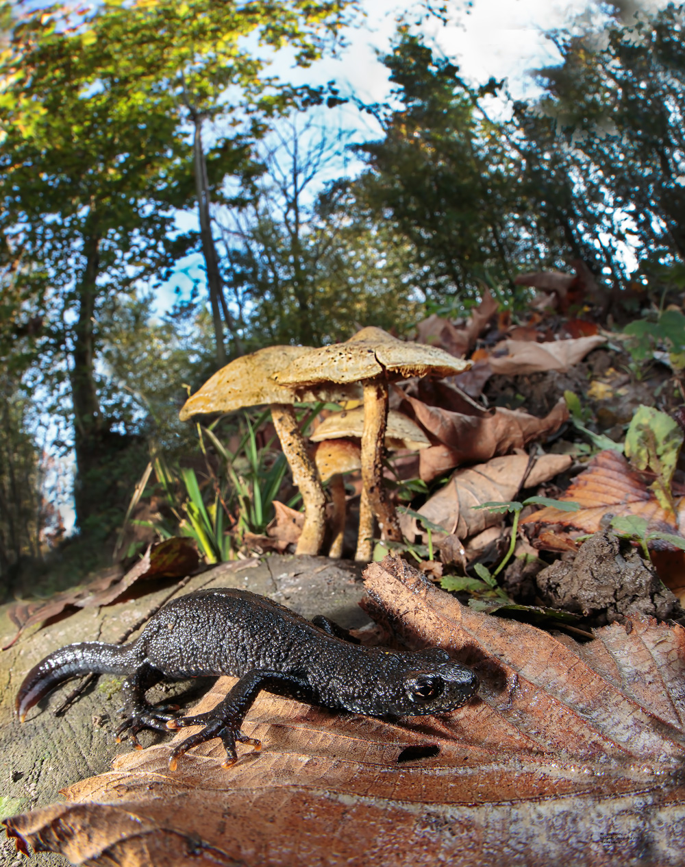 Tritone Crestato Italico