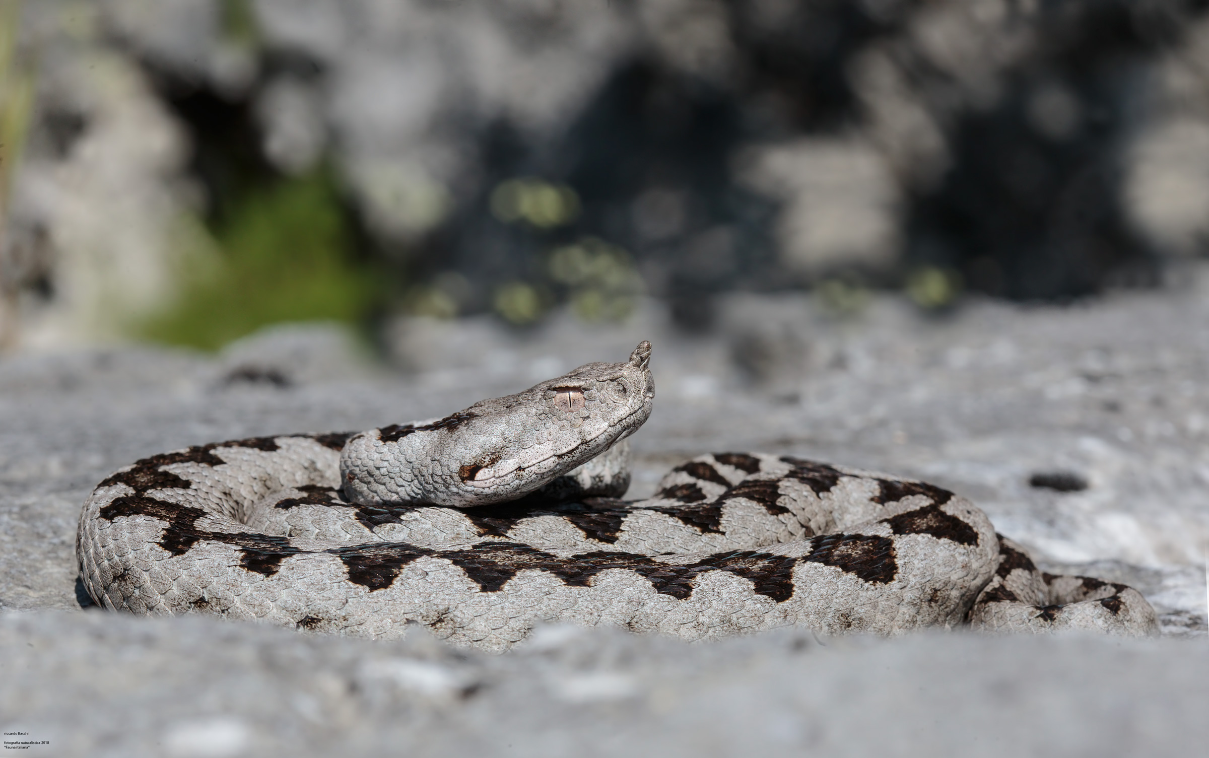 Vipera dal Corno