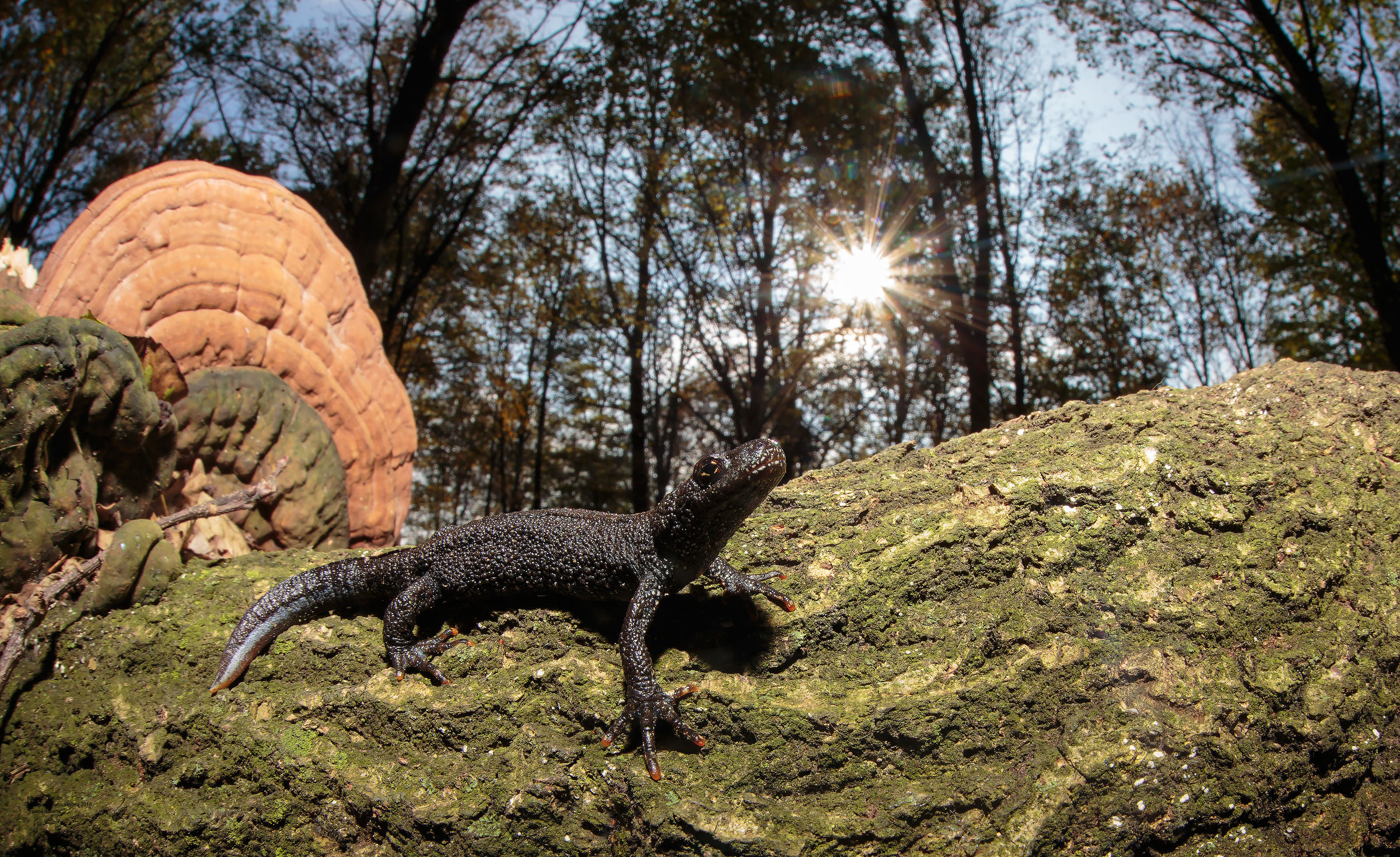Tritone Crestato e funghi del Legno