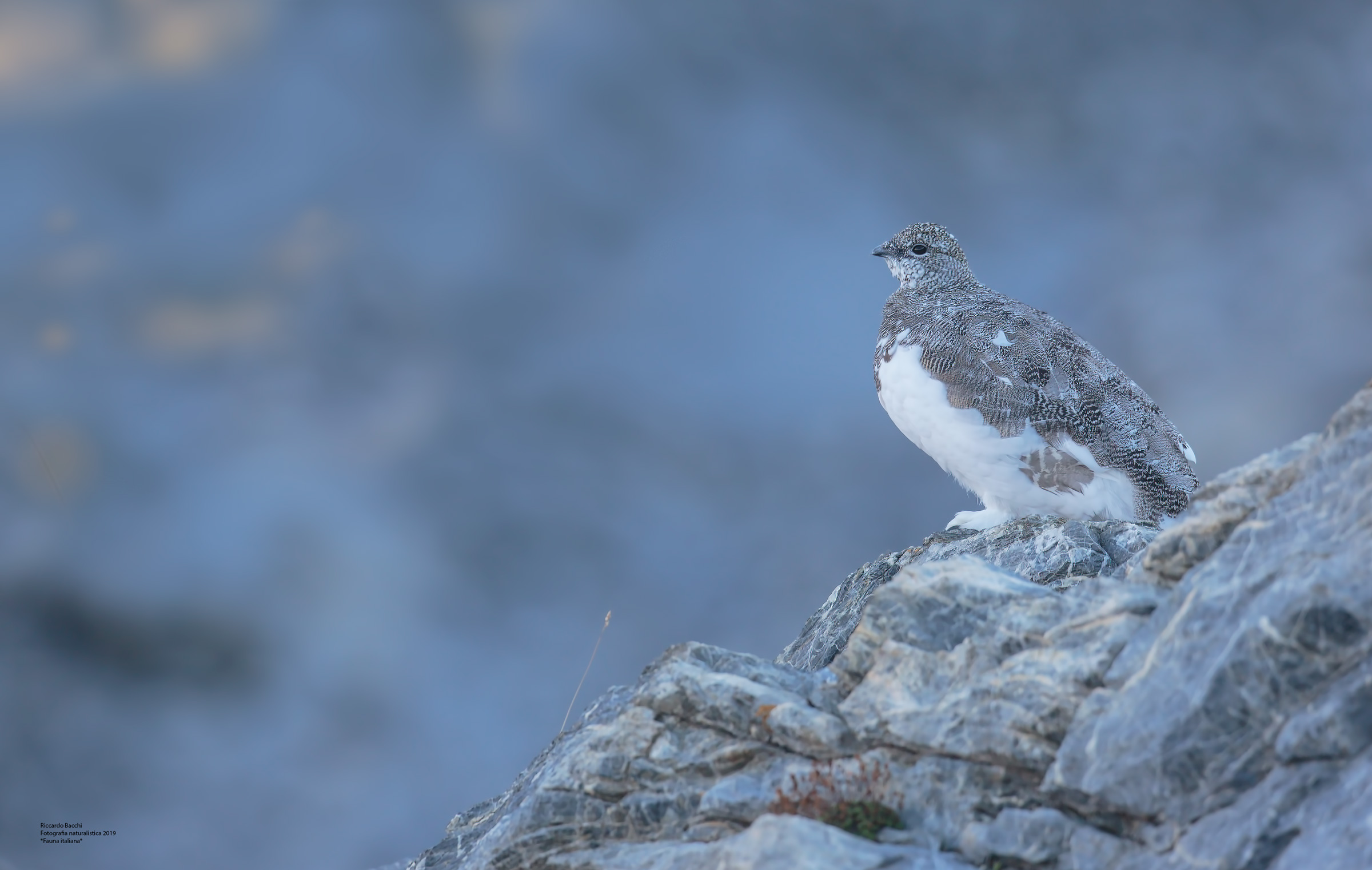 The blue hour on the Alps