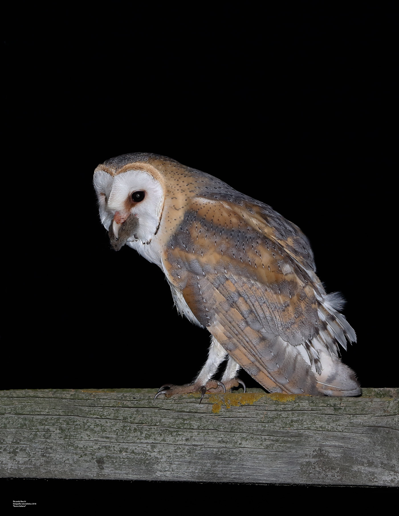 Barby and Prey (Paddy's Mickey Mouse)