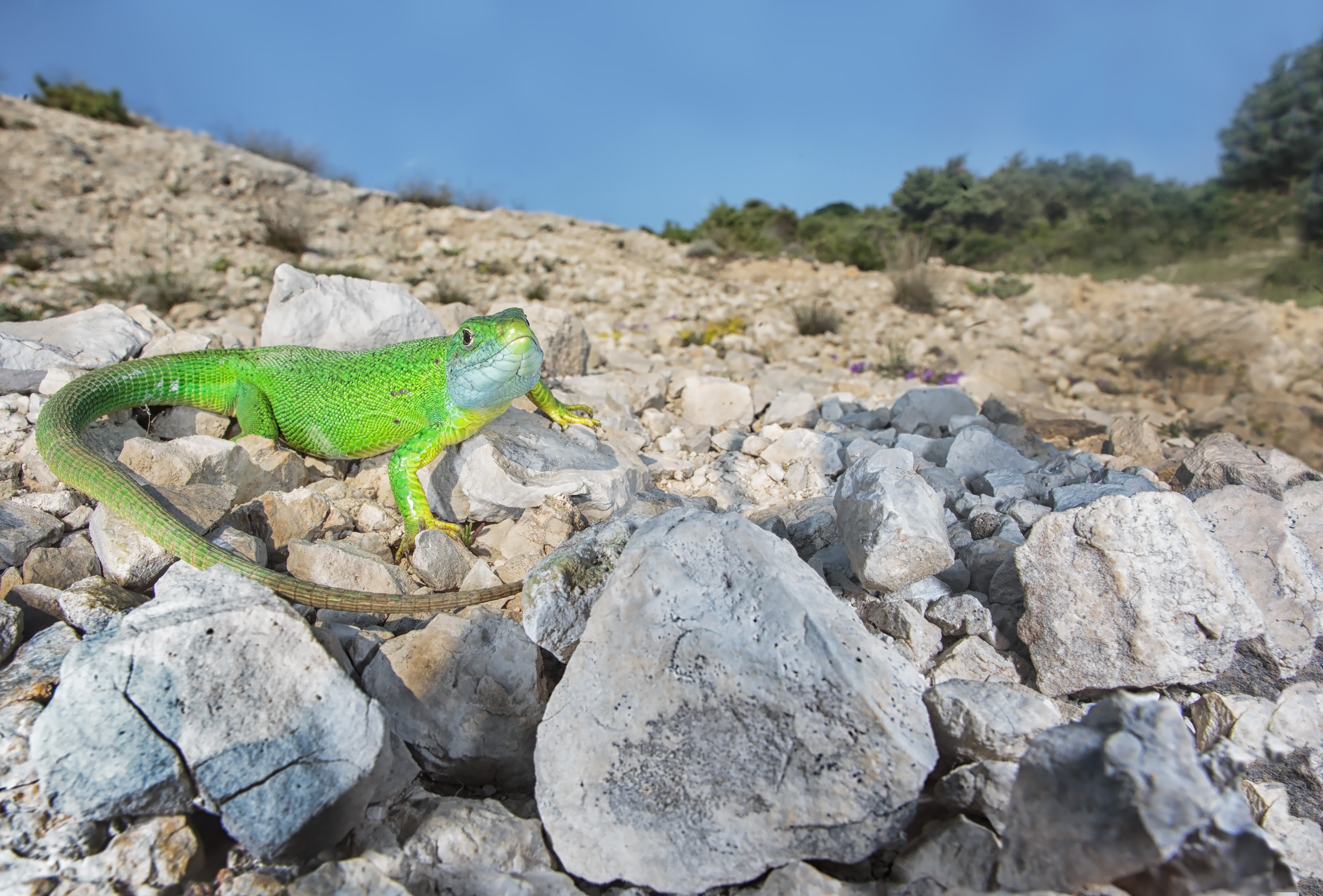 Ramarro Comune Europeo