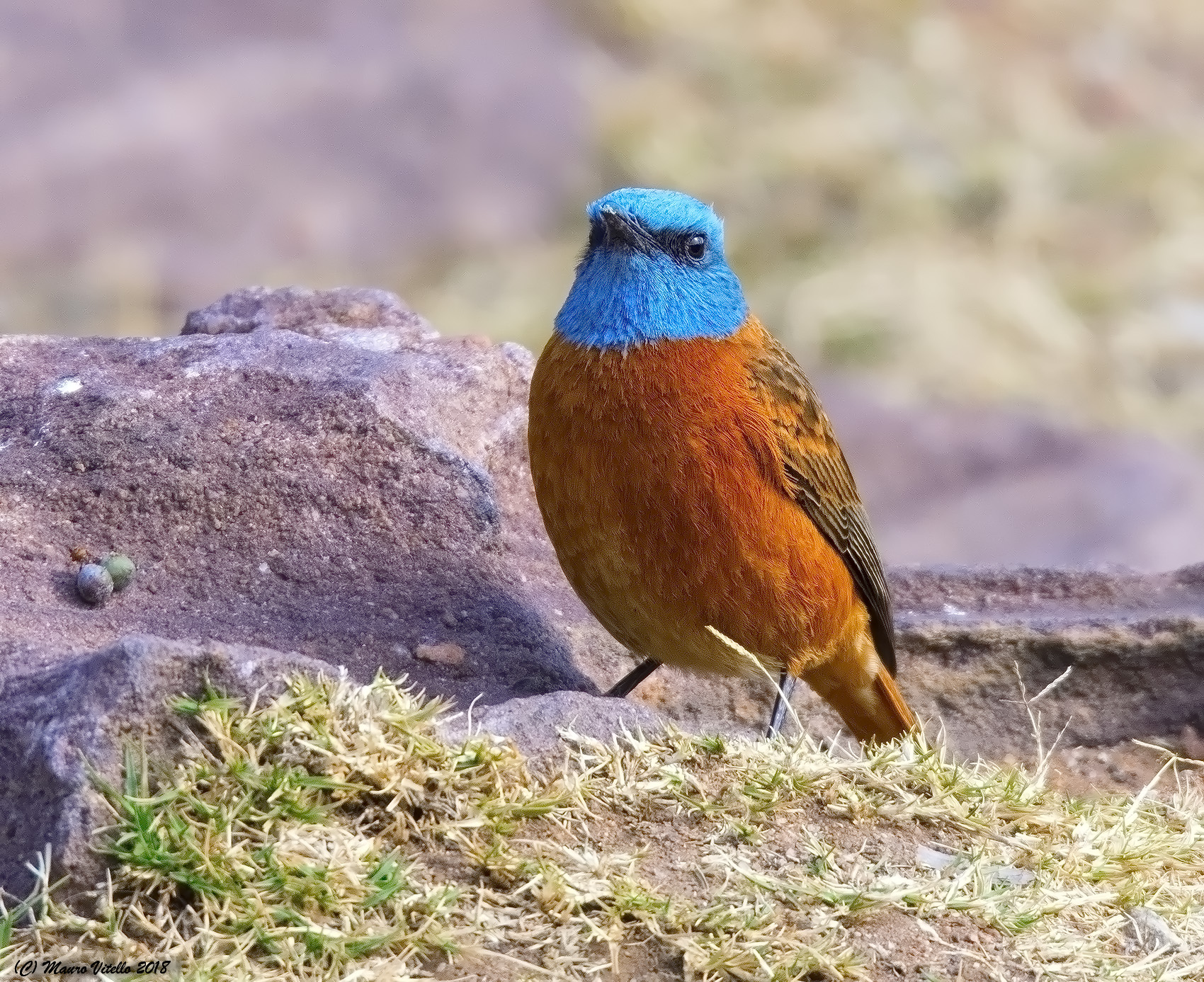 Cape rock-thrush (Monticola rupestris)