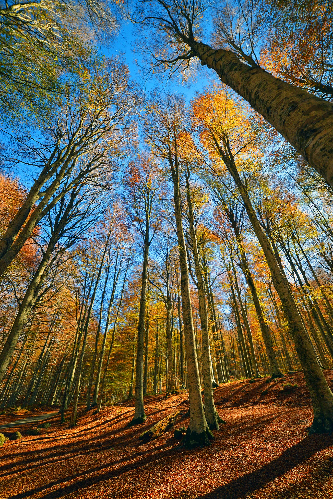 Foliage on Mount Amiata