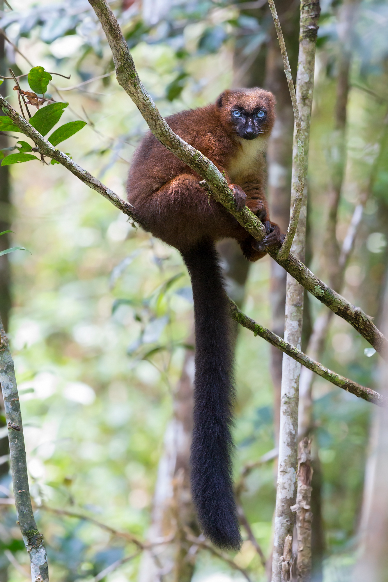 Behind The blue Eyes