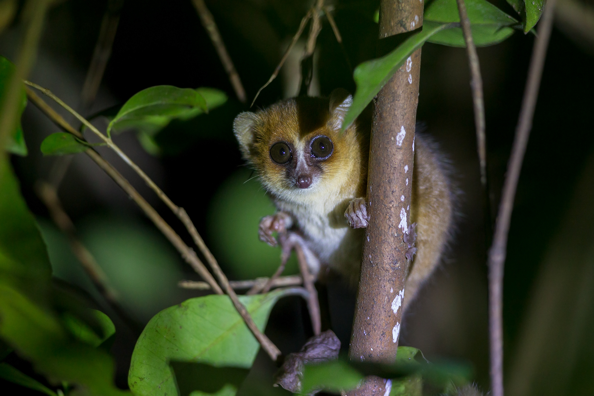 Mouse Lemur