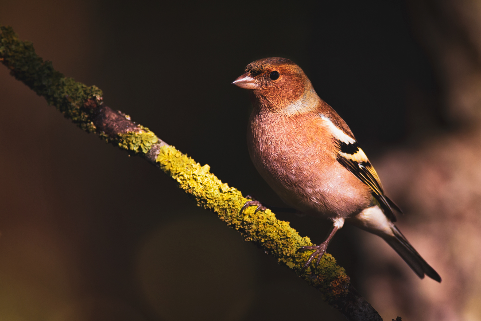 A small ray of sunshine, but in the right place!