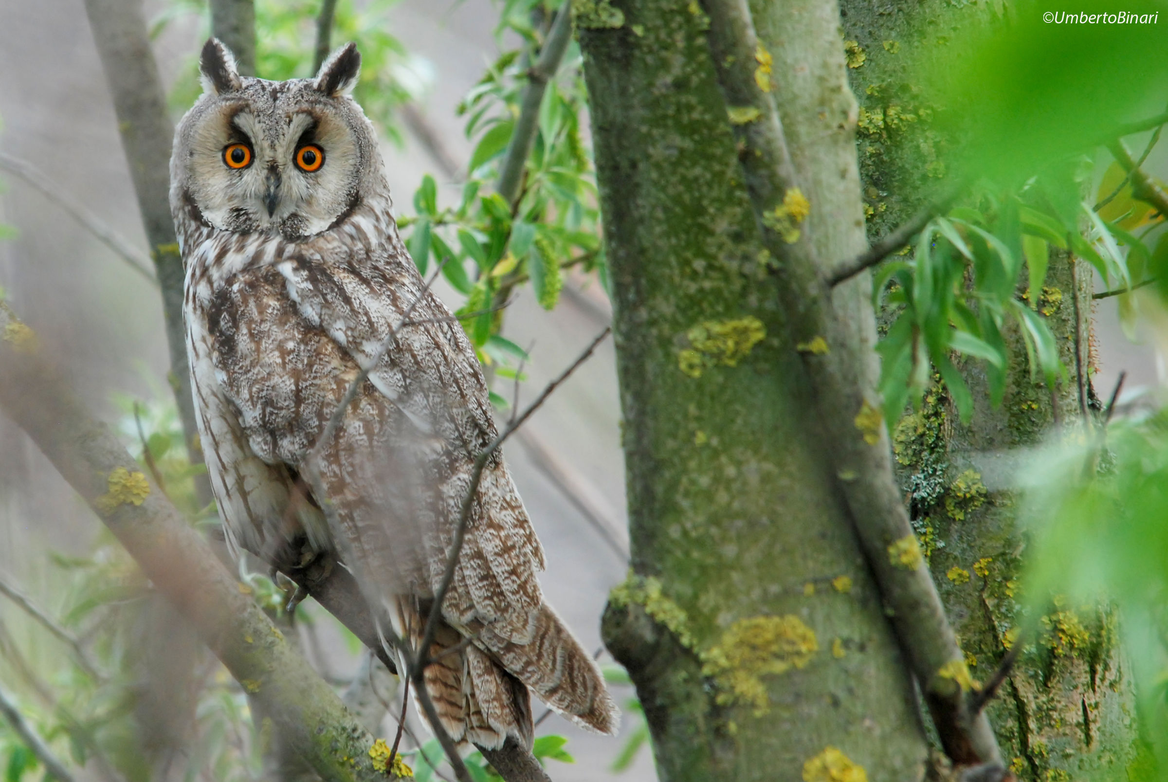 Gufo comune (Asio otus), Long-eared Owl