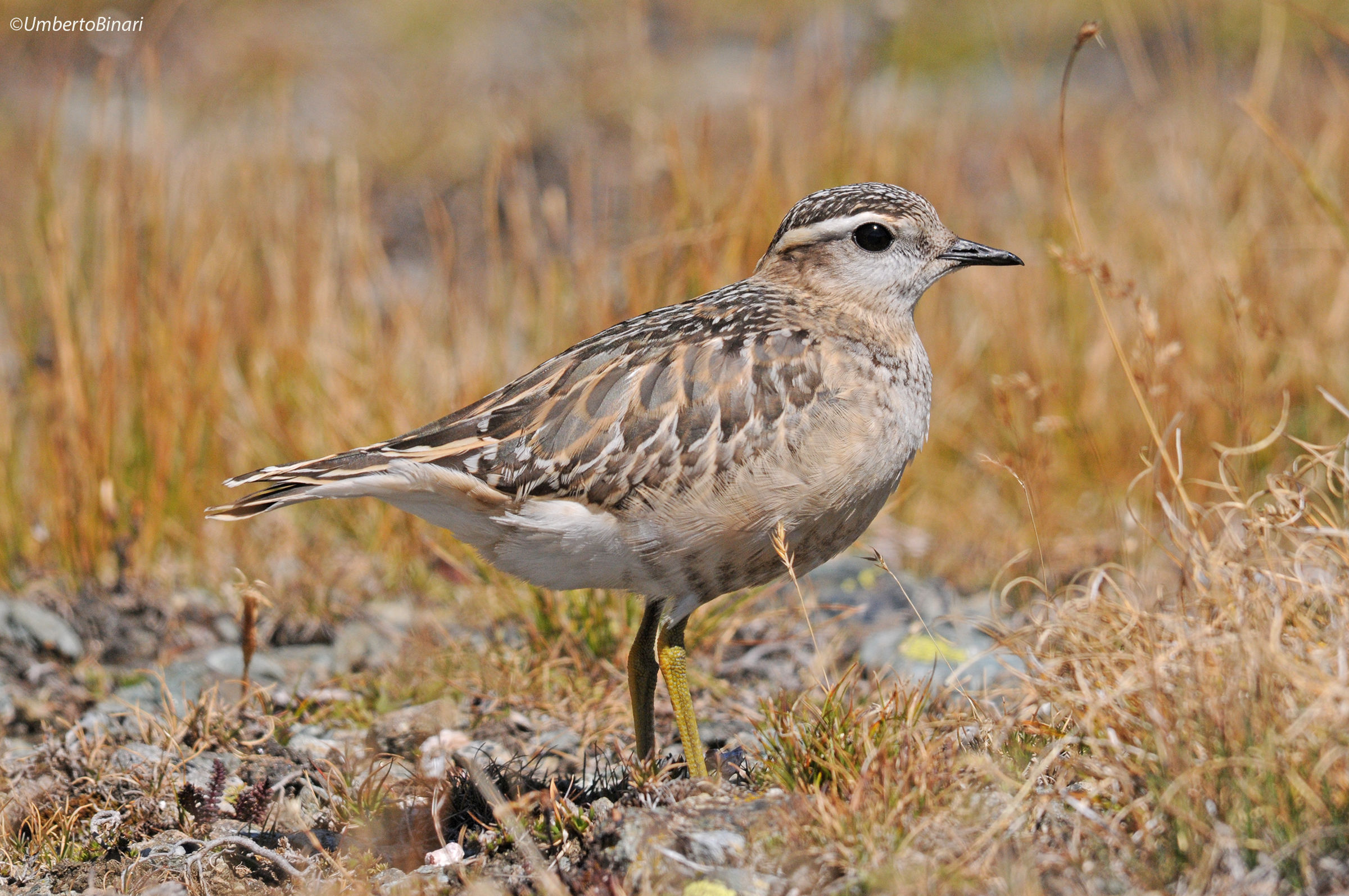 Piviere tortolino (Charadrius morinellus)