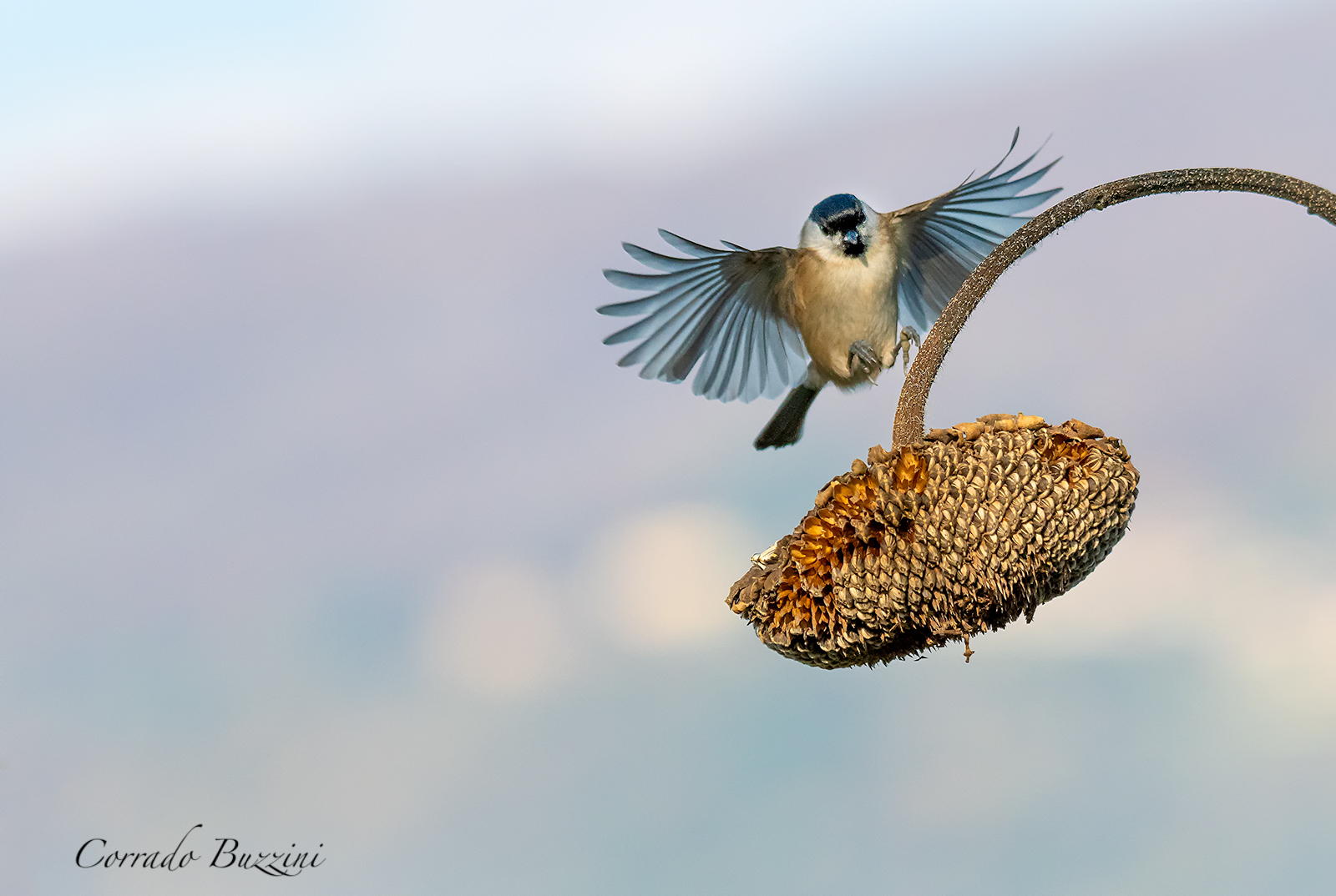 Cincia bigia in atterraggio
